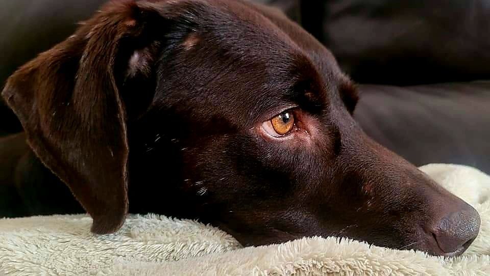 Negan, an adoptable Labrador Retriever in Tyler, TX, 75713 | Photo Image 3