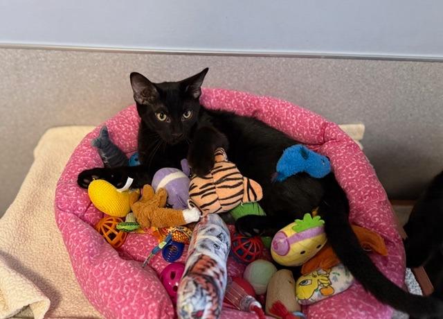Enlarge Lehi, a Adoptable Domestic Short Hair in North Royalton, OH image 1/2