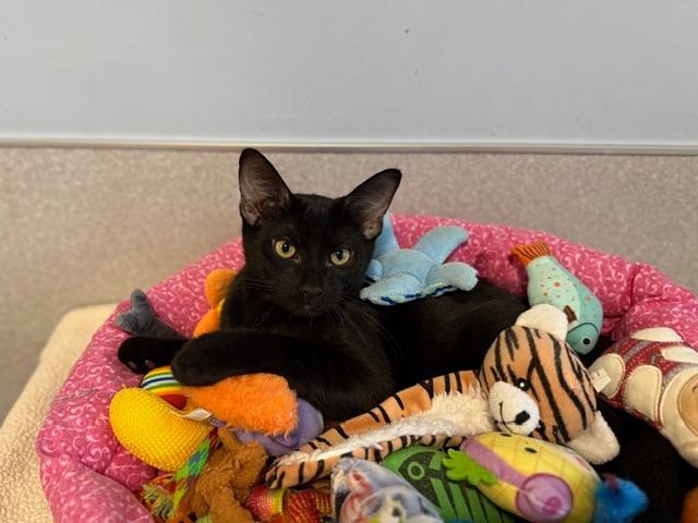 Enlarge Lehi, a Adoptable Domestic Short Hair in North Royalton, OH image 2/2