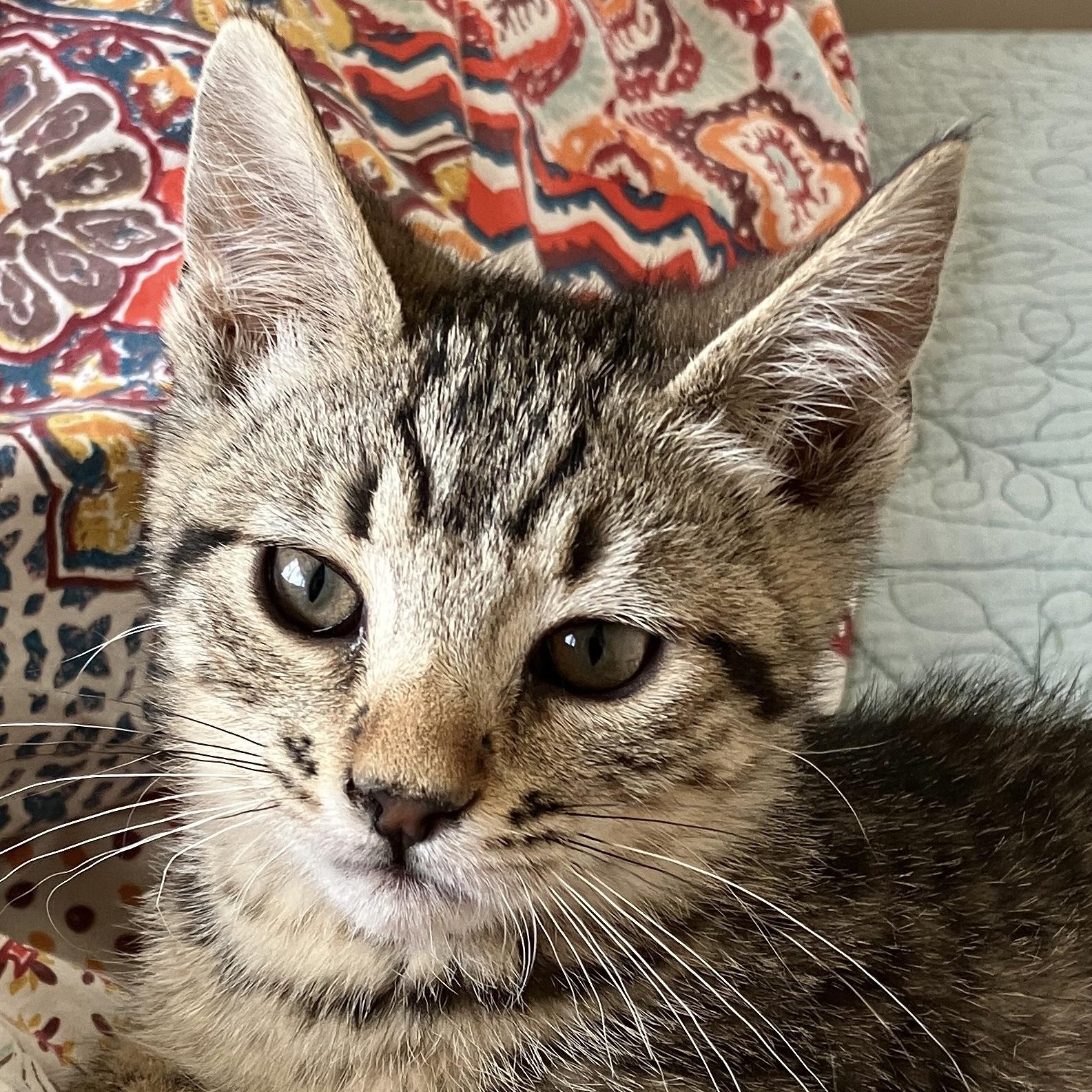 Zyra [and Myra], Adopted, Young Female Domestic Short Hair.