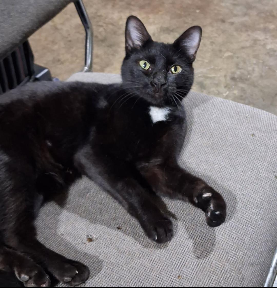 Tina - friendly & playful