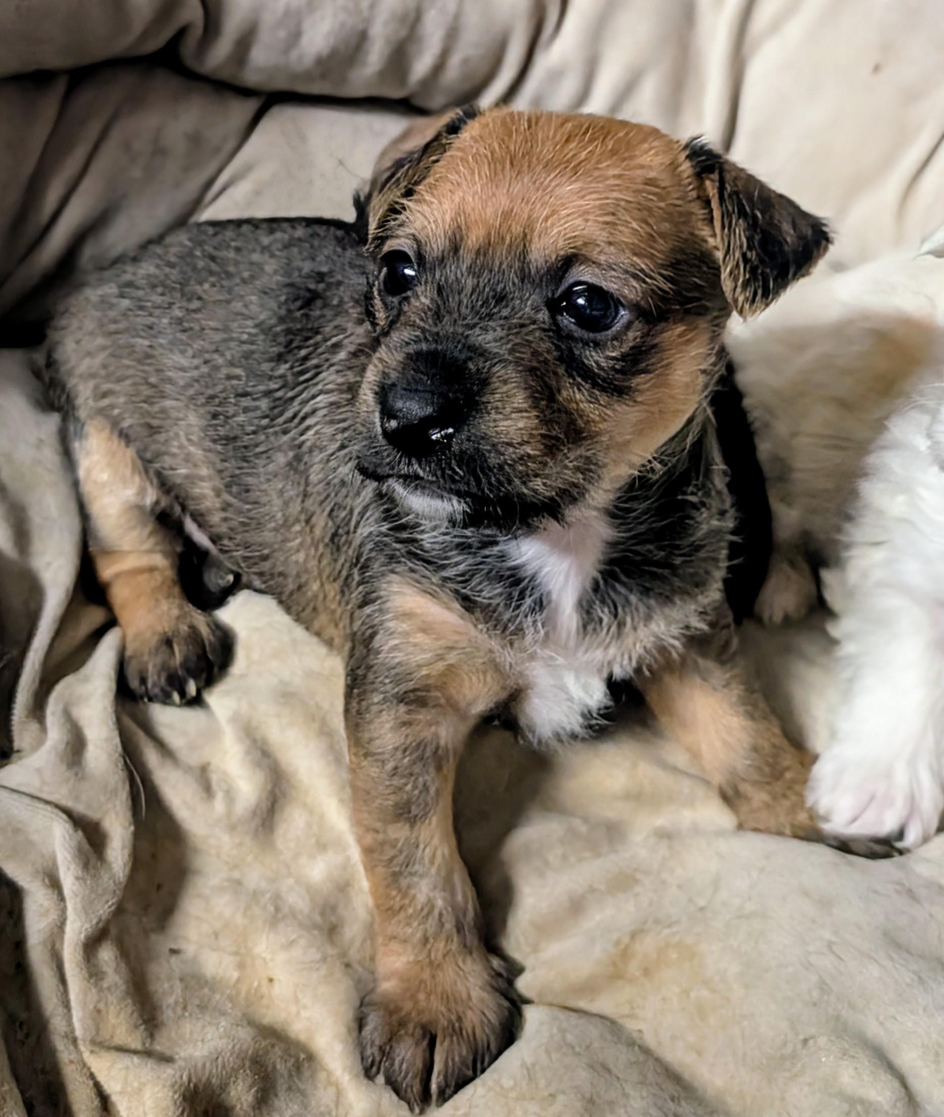 Twix, Baby Female Chihuahua