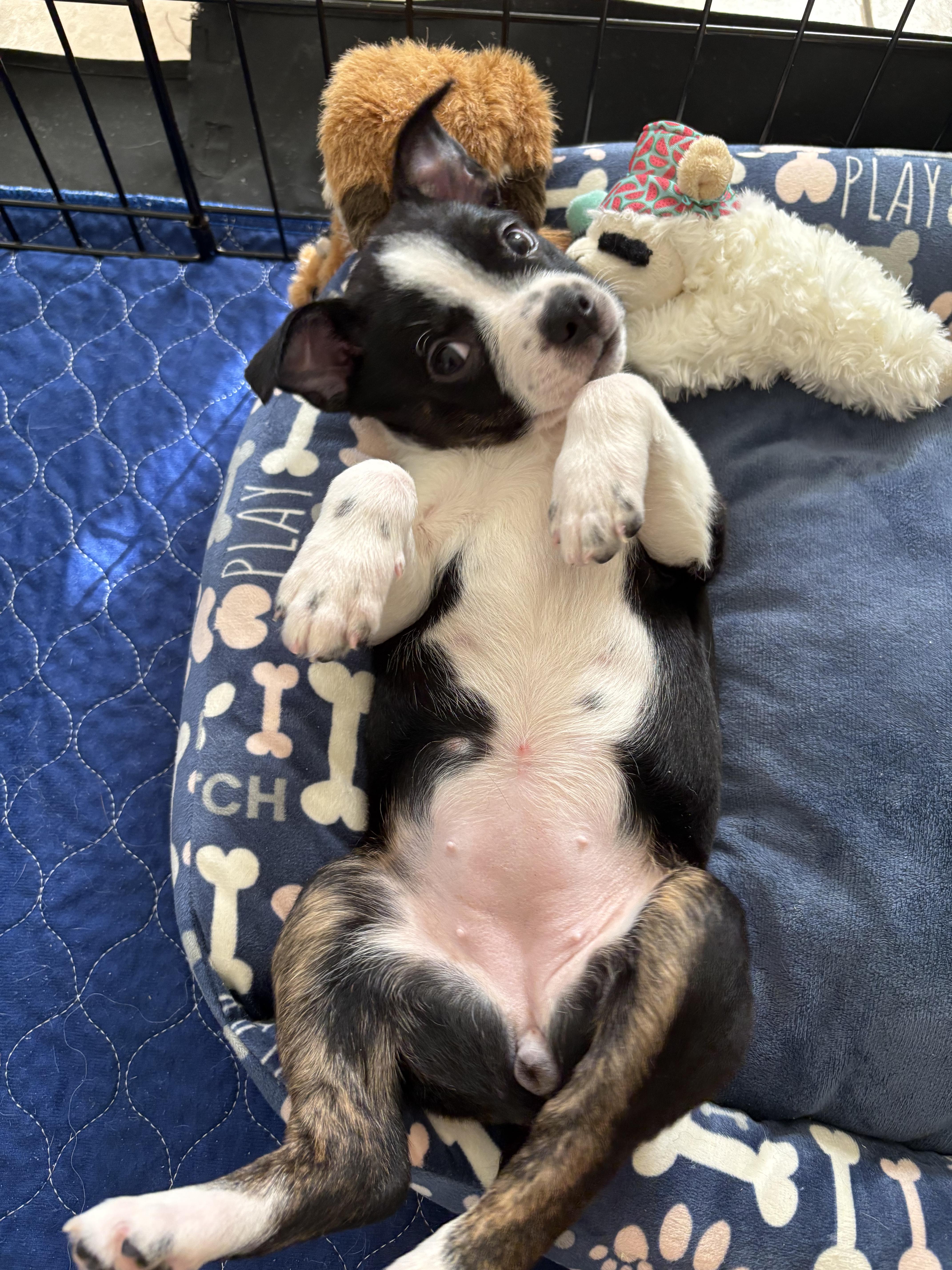 Enlarge Brit, a ADOPTABLE mixed breed in Baker, LA image 2/6