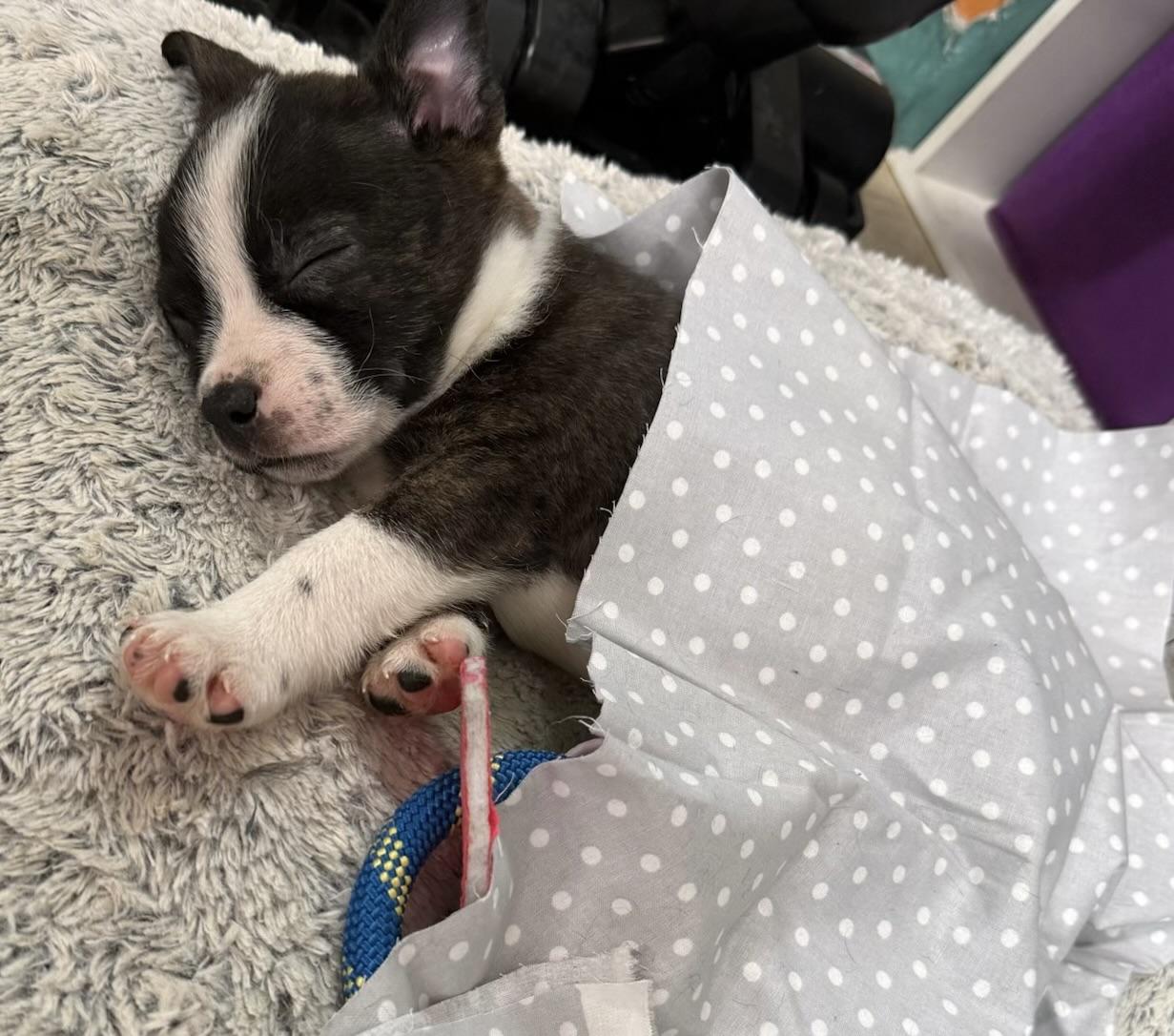 Brit, ADOPTABLE, Puppy Female Boston Terrier & Australian Cattle Dog / Blue Heeler.