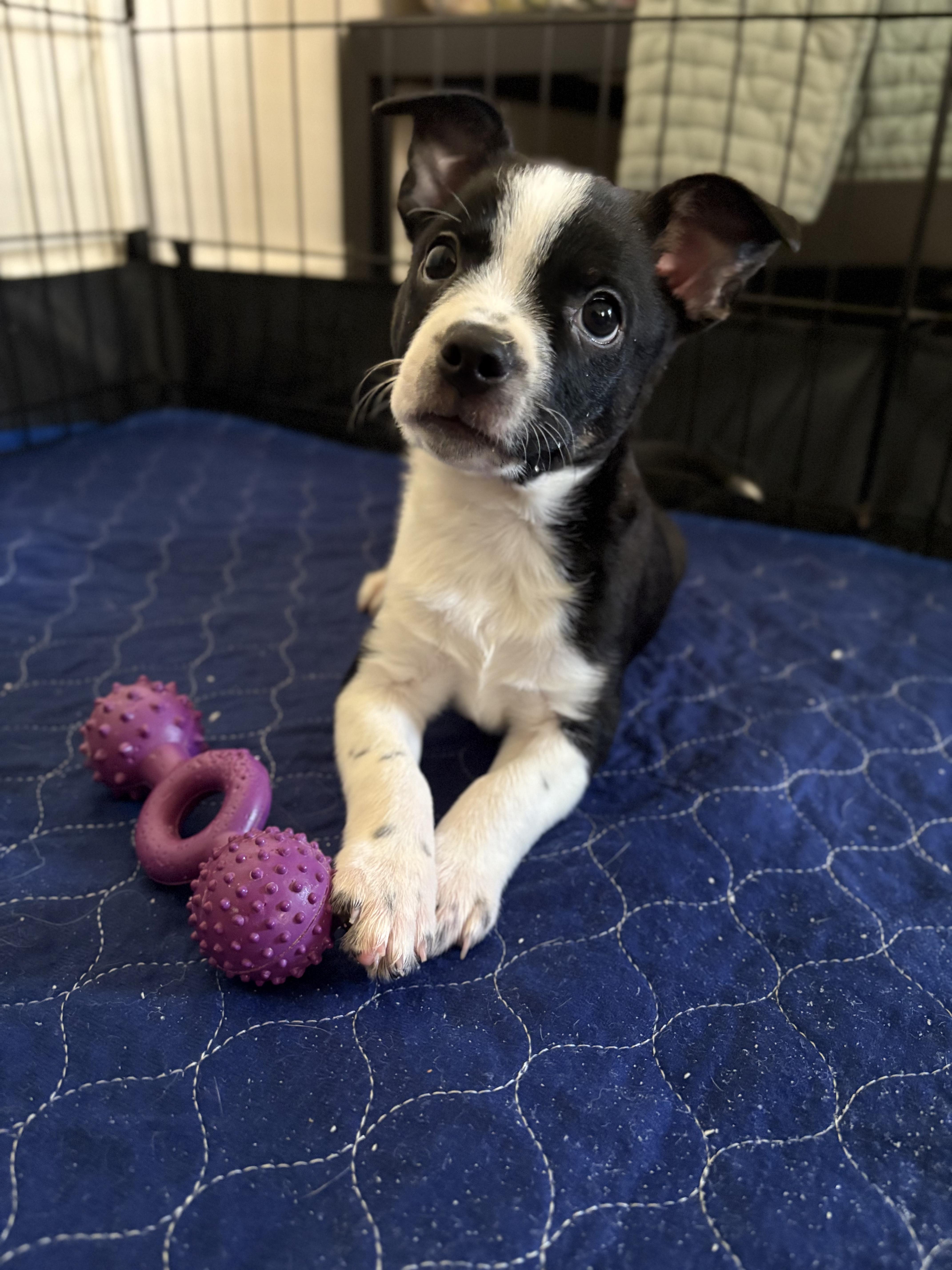 Enlarge Brit, a ADOPTABLE mixed breed in Baker, LA image 3/6
