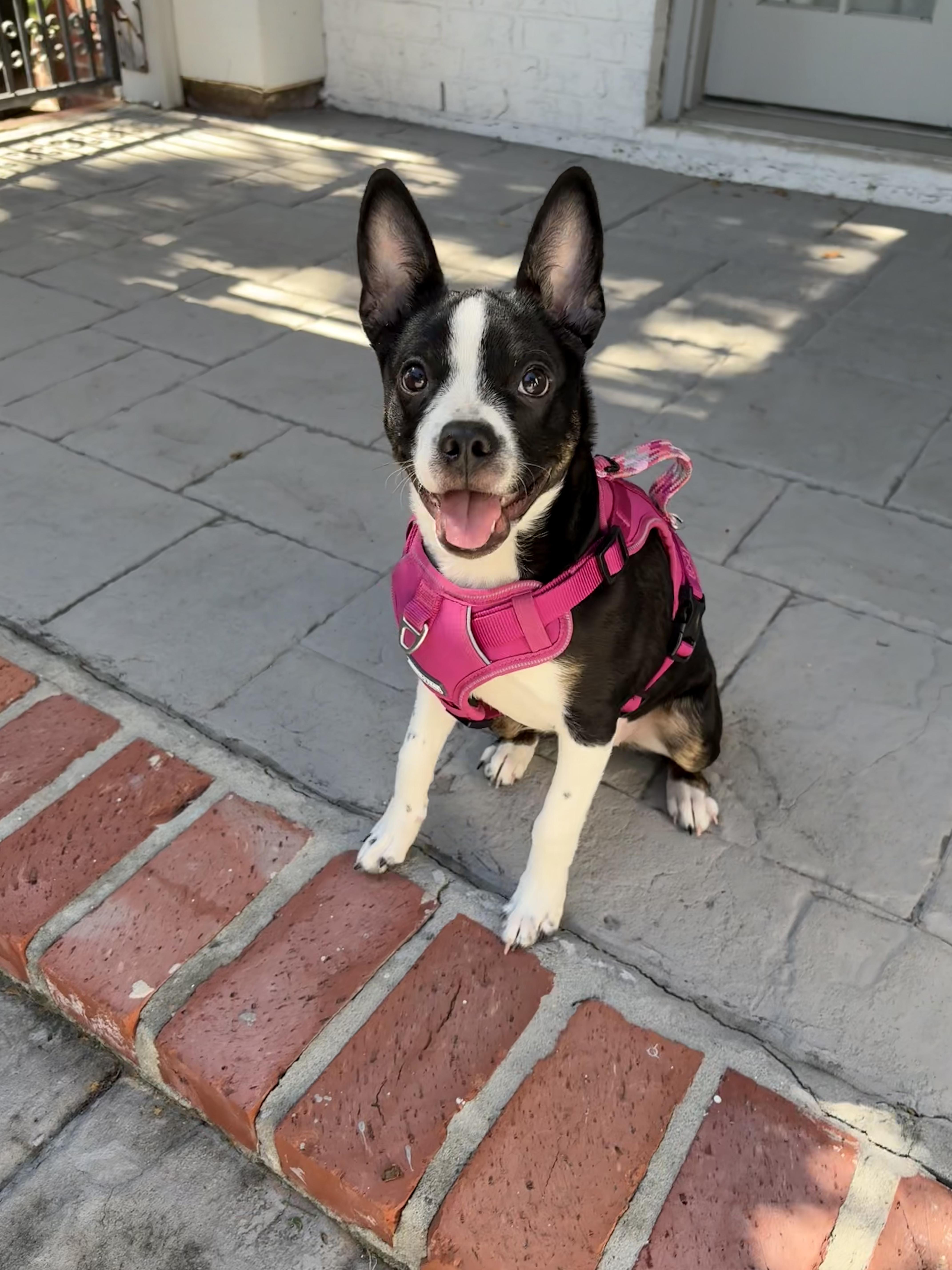 Brit, Adoptable, Puppy Female Boston Terrier.