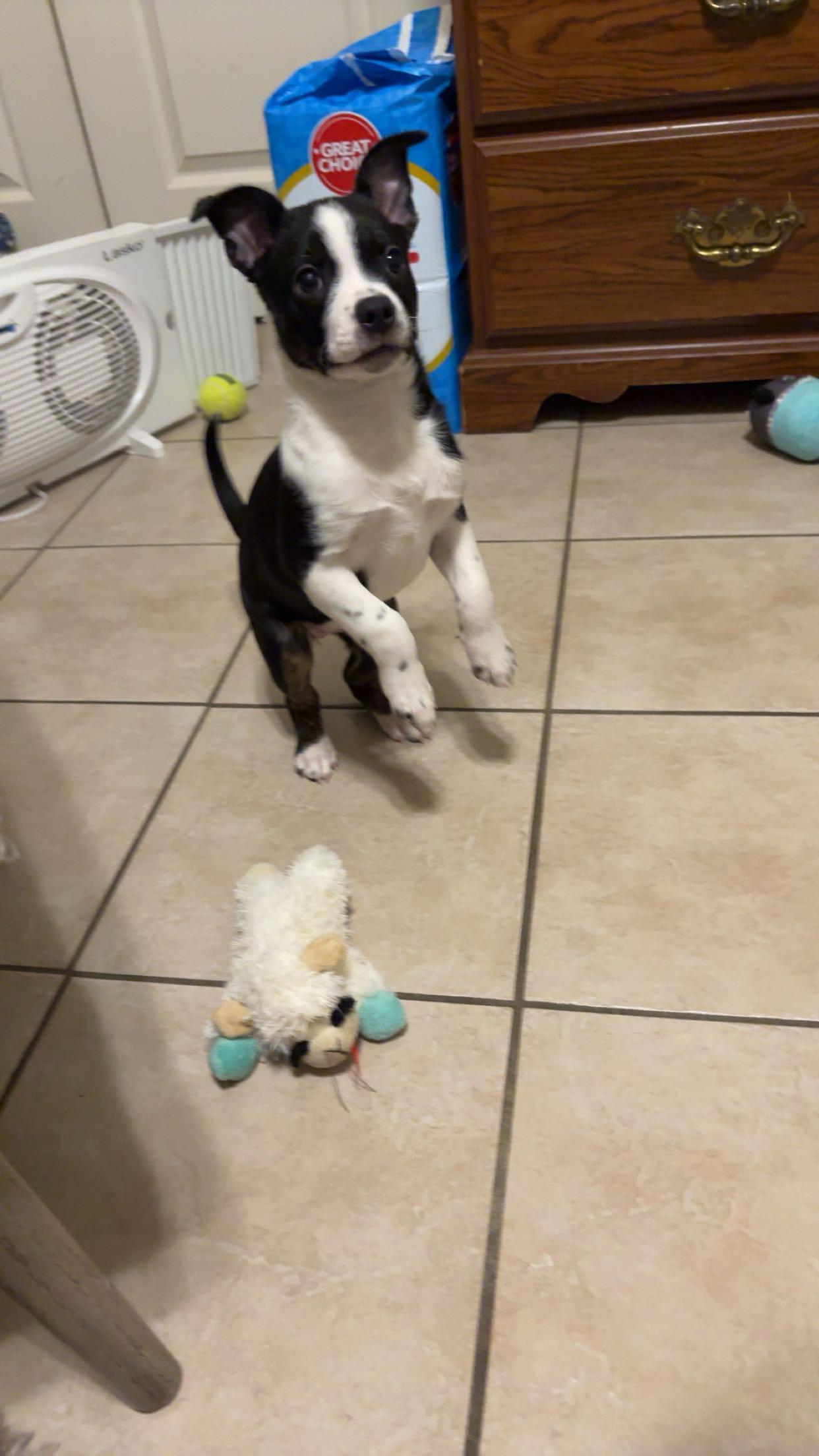 Enlarge Brit, a ADOPTABLE mixed breed in Baker, LA image 5/6
