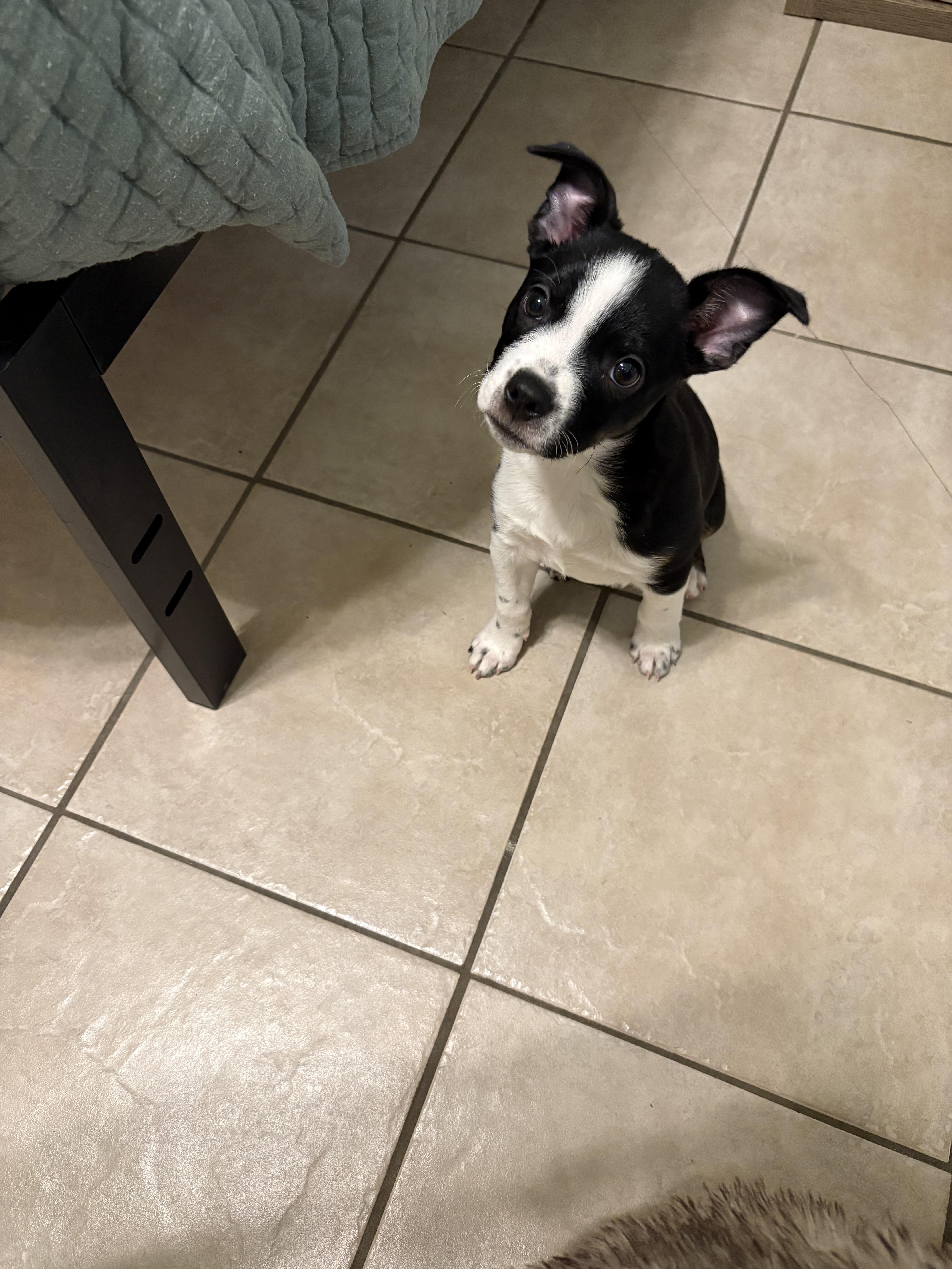 Enlarge Brit, a ADOPTABLE mixed breed in Baker, LA image 4/6
