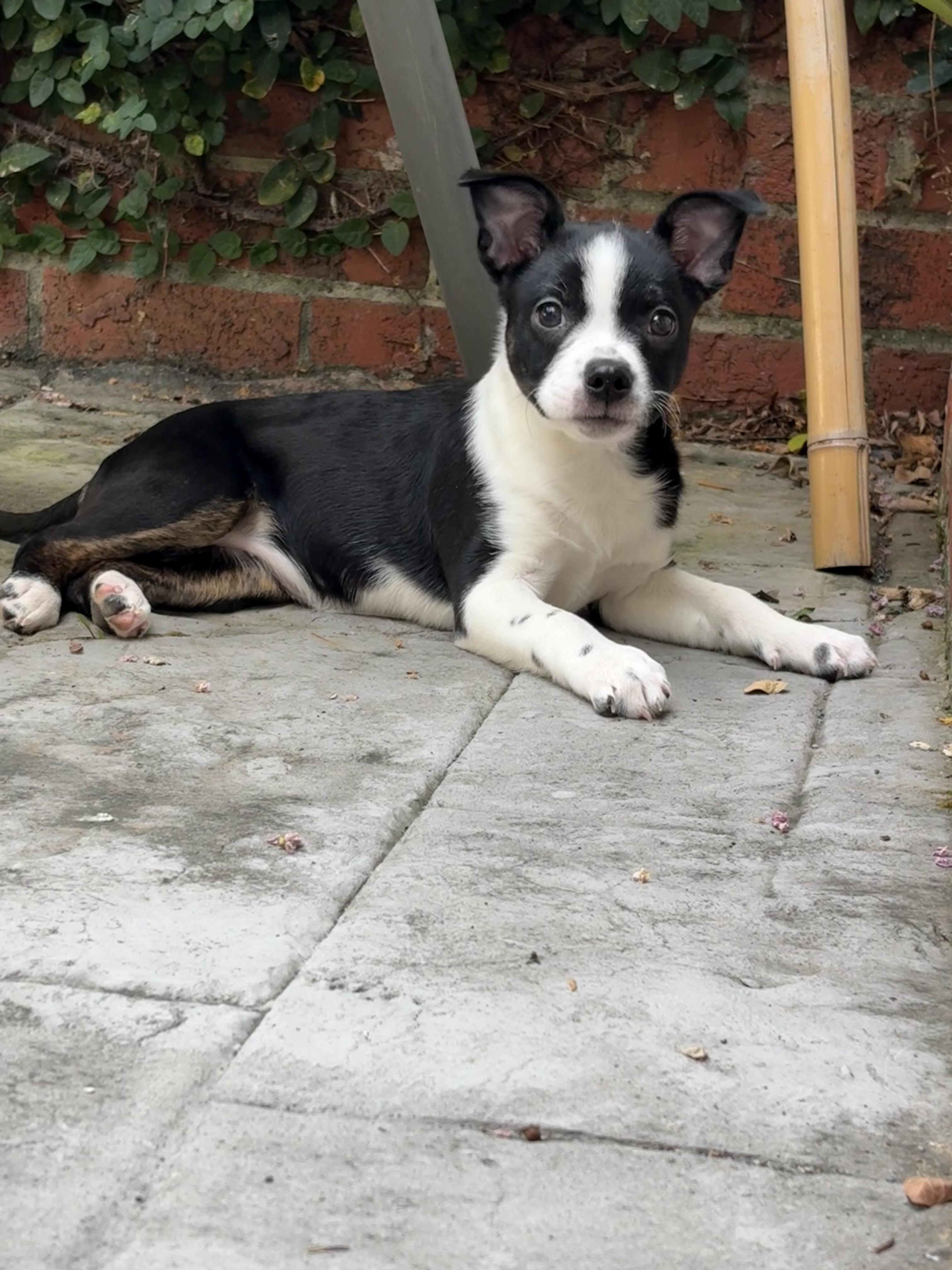 Brit, ADOPTABLE, Puppy Female Boston Terrier & Australian Cattle Dog / Blue Heeler.