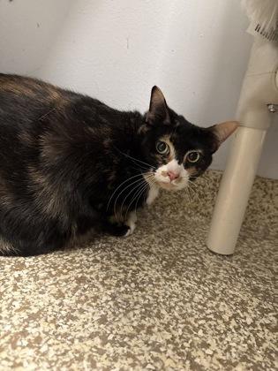 Enlarge Kailua/ Monica/ Laguna, a Adoptable mixed breed in East Brookfield, MA image 1/1