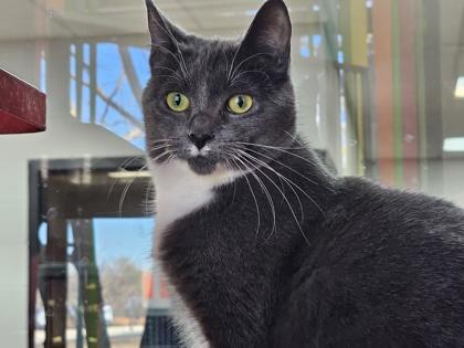Blanche, Adoptable, Young Female Domestic Short Hair & Domestic Short Hair.