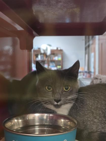 Enlarge Blanche, a Adoptable Domestic Short Hair in Spartanburg, SC image 1/3
