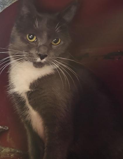 Enlarge Blanche, a Adoptable Domestic Short Hair in Spartanburg, SC image 3/3