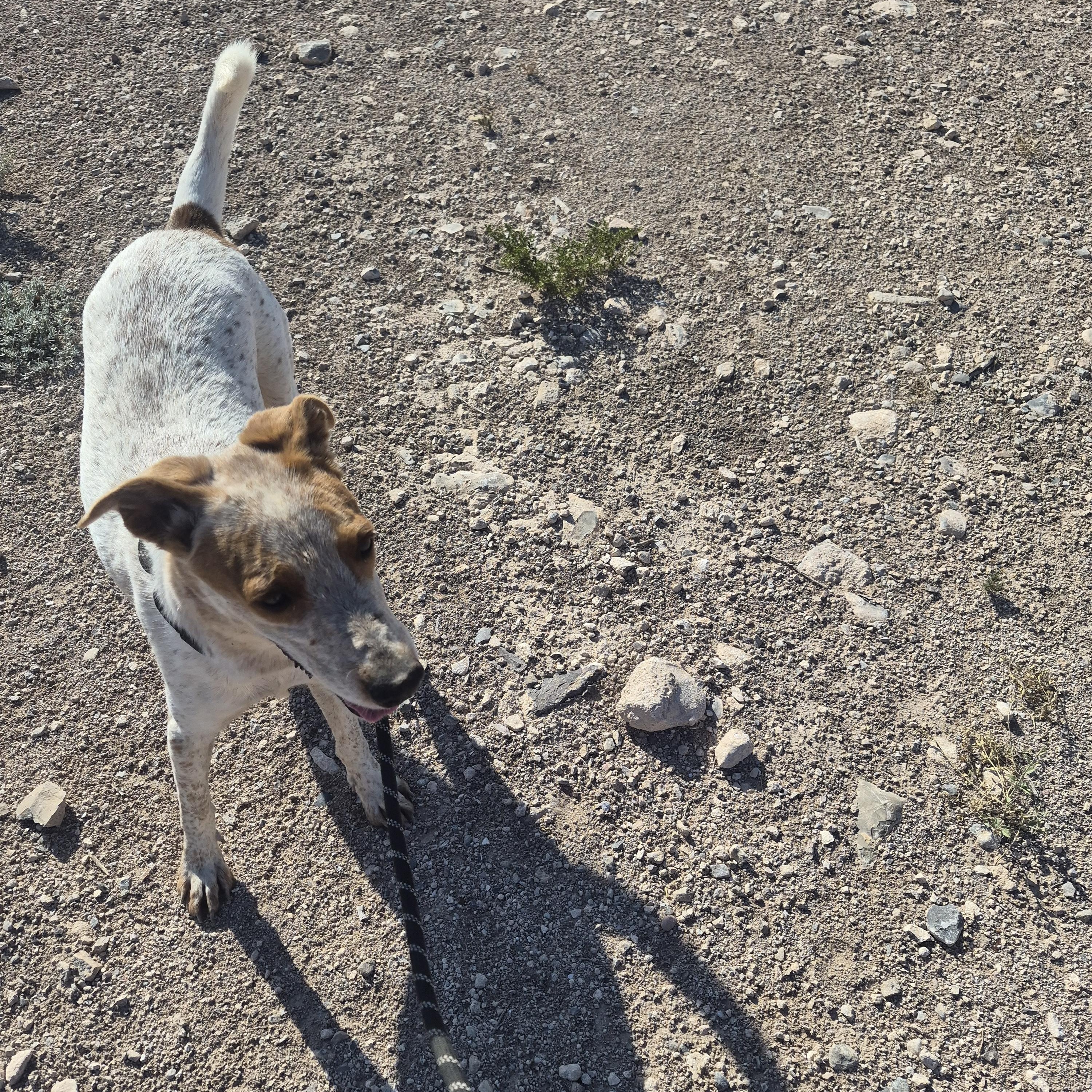 Enlarge Copper, a Adoptable Australian Cattle Dog / Blue Heeler in Tombstone, AZ image 3/6