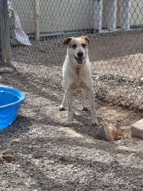 Copper, ADOPTABLE, Adult Male Australian Cattle Dog / Blue Heeler.