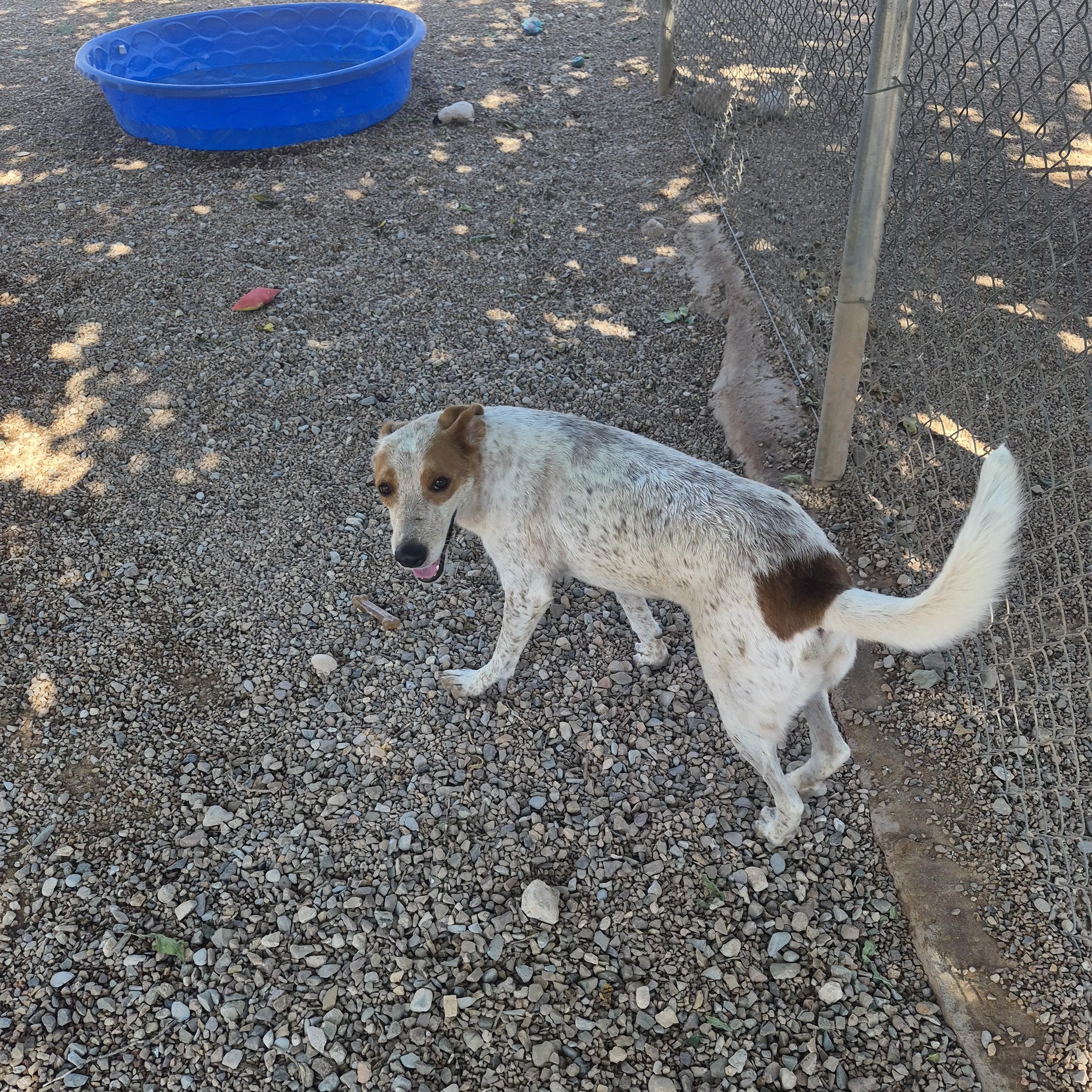 Copper, Adoptable, Adult Male Australian Cattle Dog / Blue Heeler.