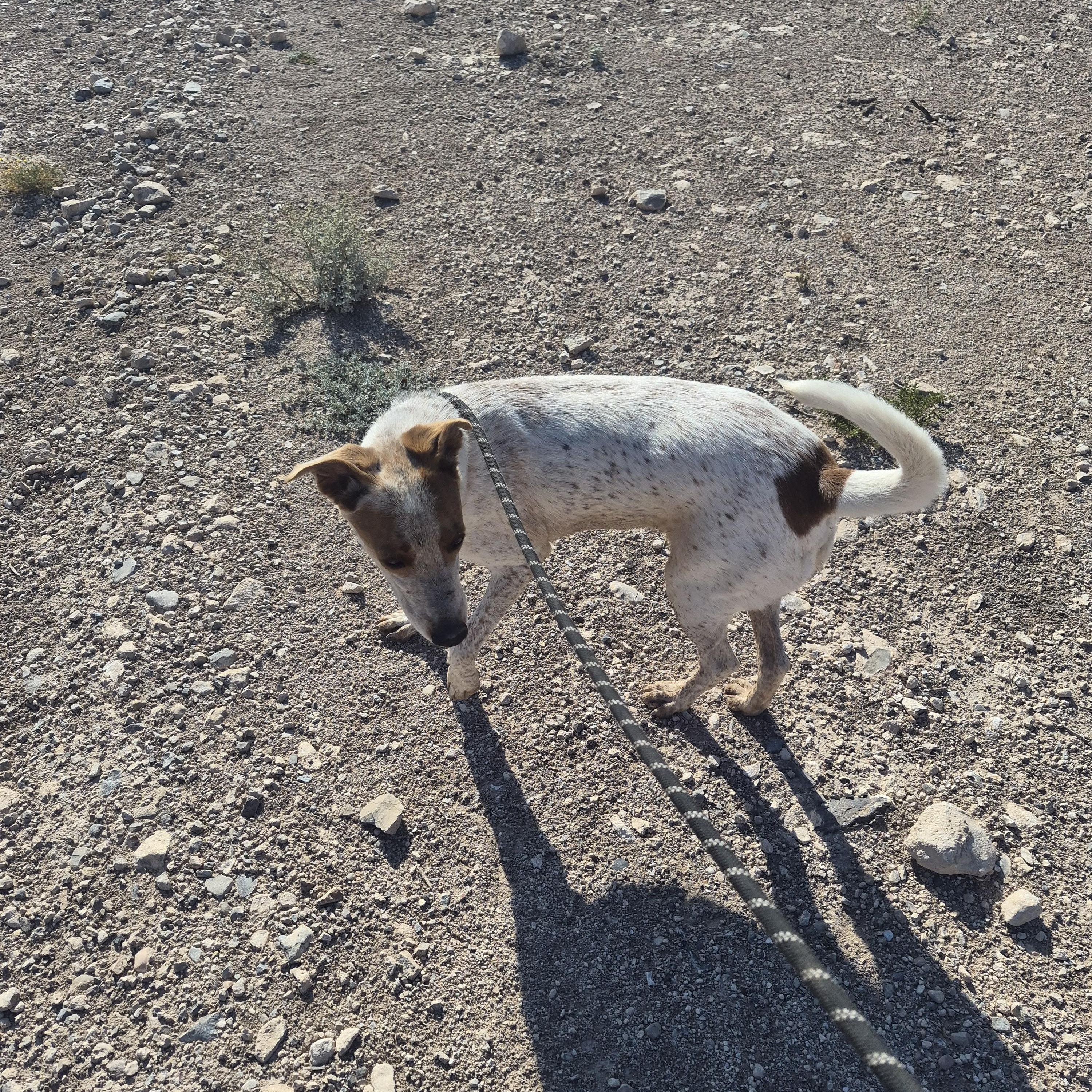 Enlarge Copper, a Adoptable Australian Cattle Dog / Blue Heeler in Tombstone, AZ image 4/6