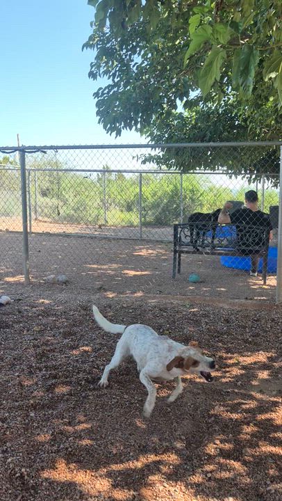 Enlarge Copper, a Adoptable Australian Cattle Dog / Blue Heeler in Tombstone, AZ video 6/6