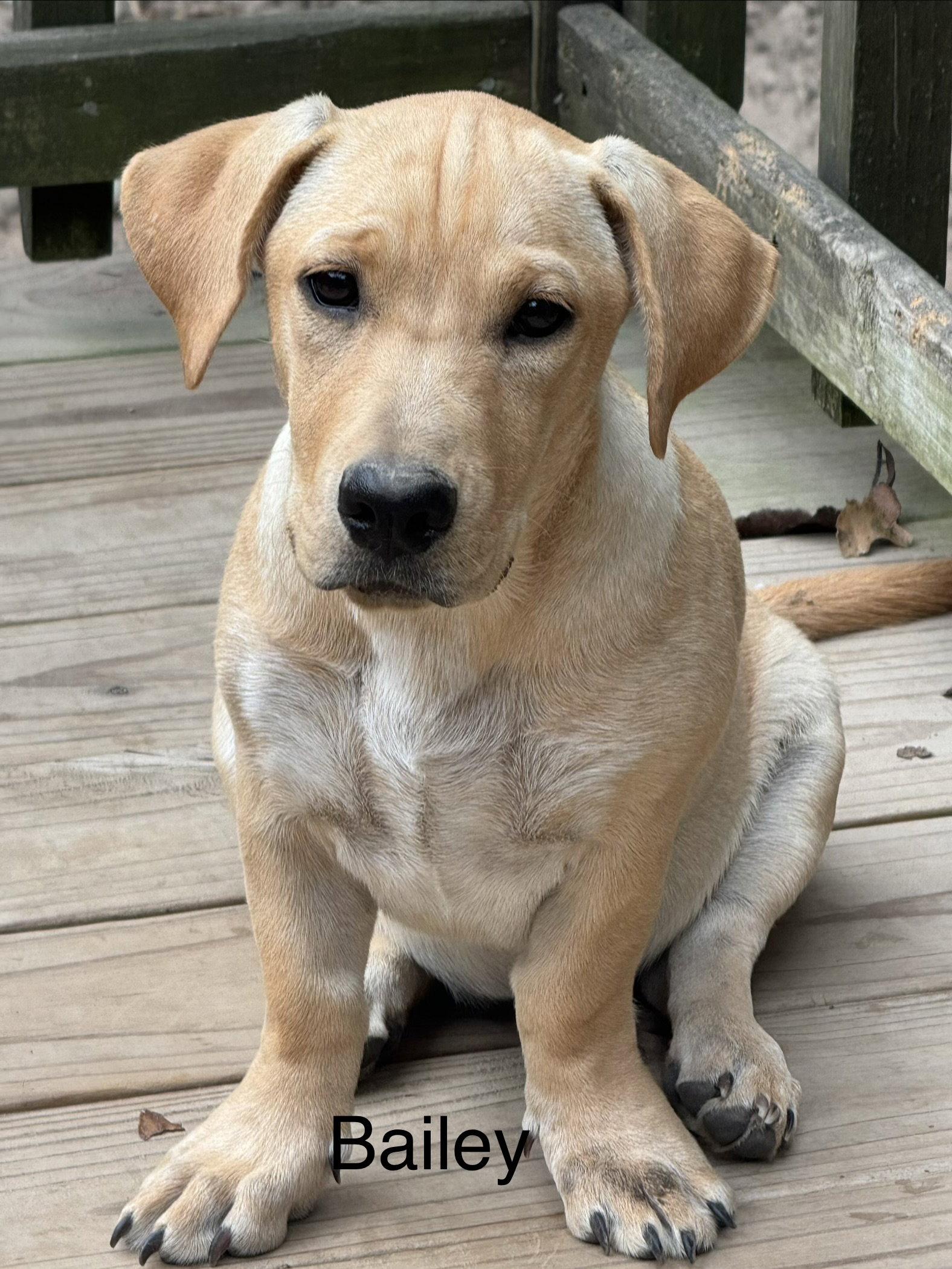 Bailey 4 months AVA 9/30, Adoptable, Young Female Labrador Retriever.