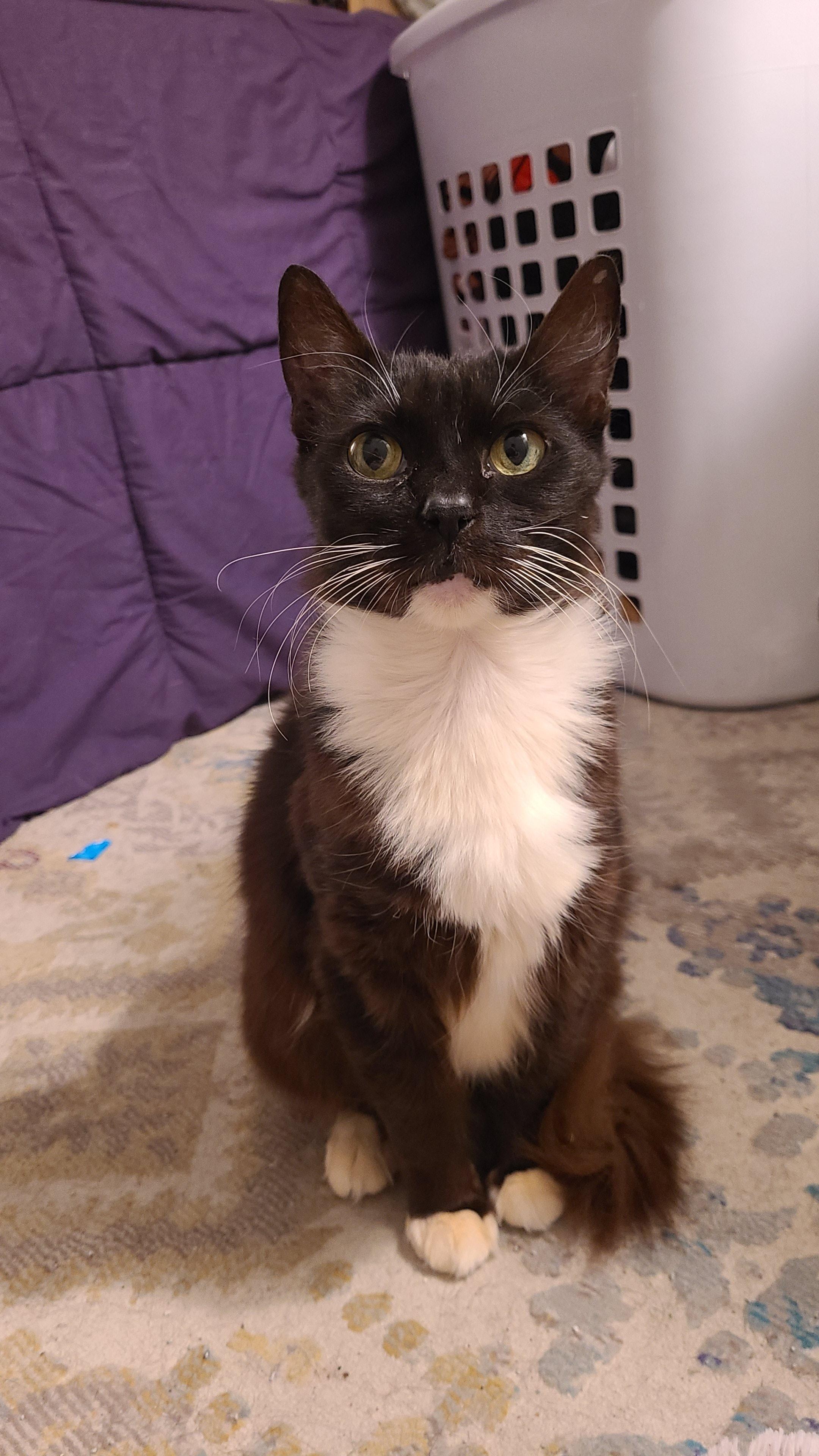 Blue, ADOPTABLE, Senior Female Domestic Short Hair.