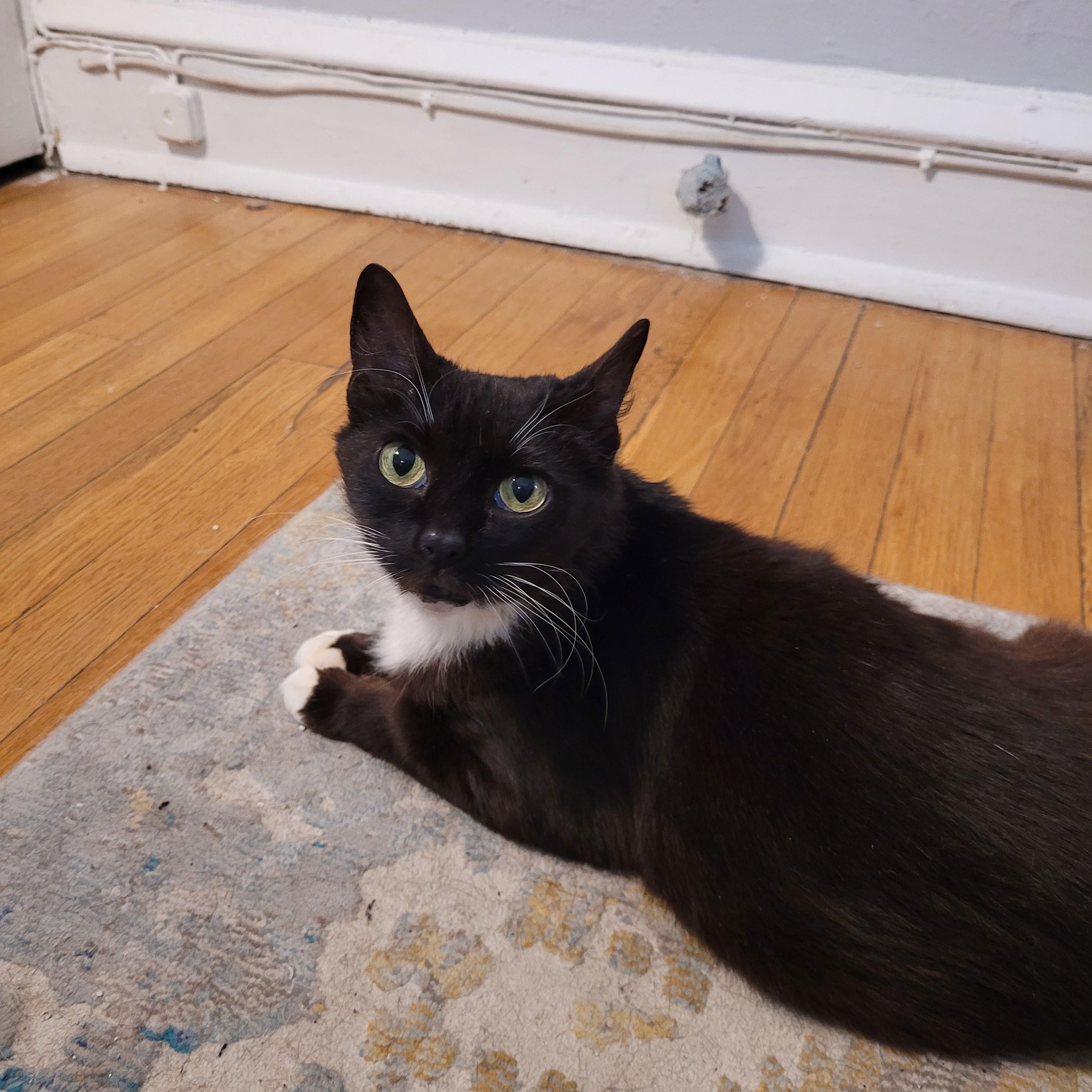 Enlarge Blue, a ADOPTABLE Domestic Short Hair in Philadelphia, PA image 2/5