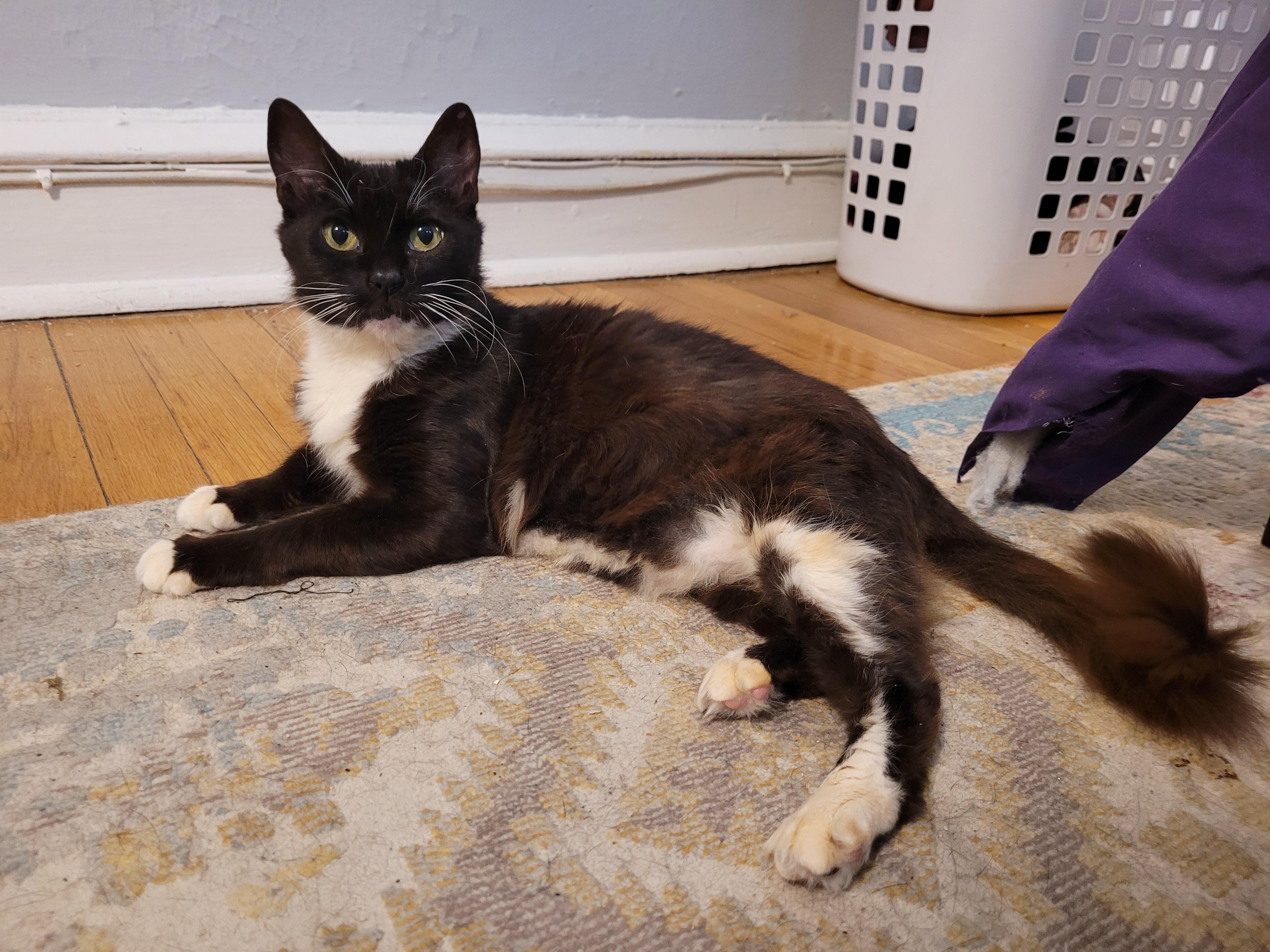 Enlarge Blue, a ADOPTABLE Domestic Short Hair in Philadelphia, PA image 3/5