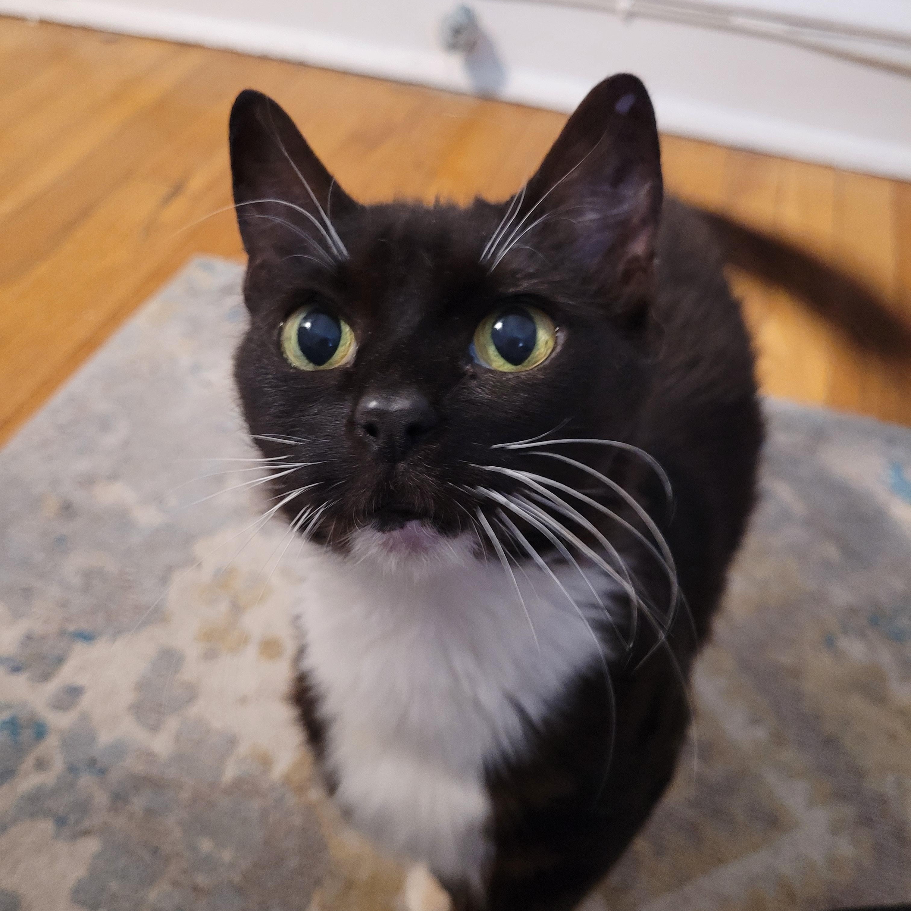 Enlarge Blue, a ADOPTABLE Domestic Short Hair in Philadelphia, PA image 4/5