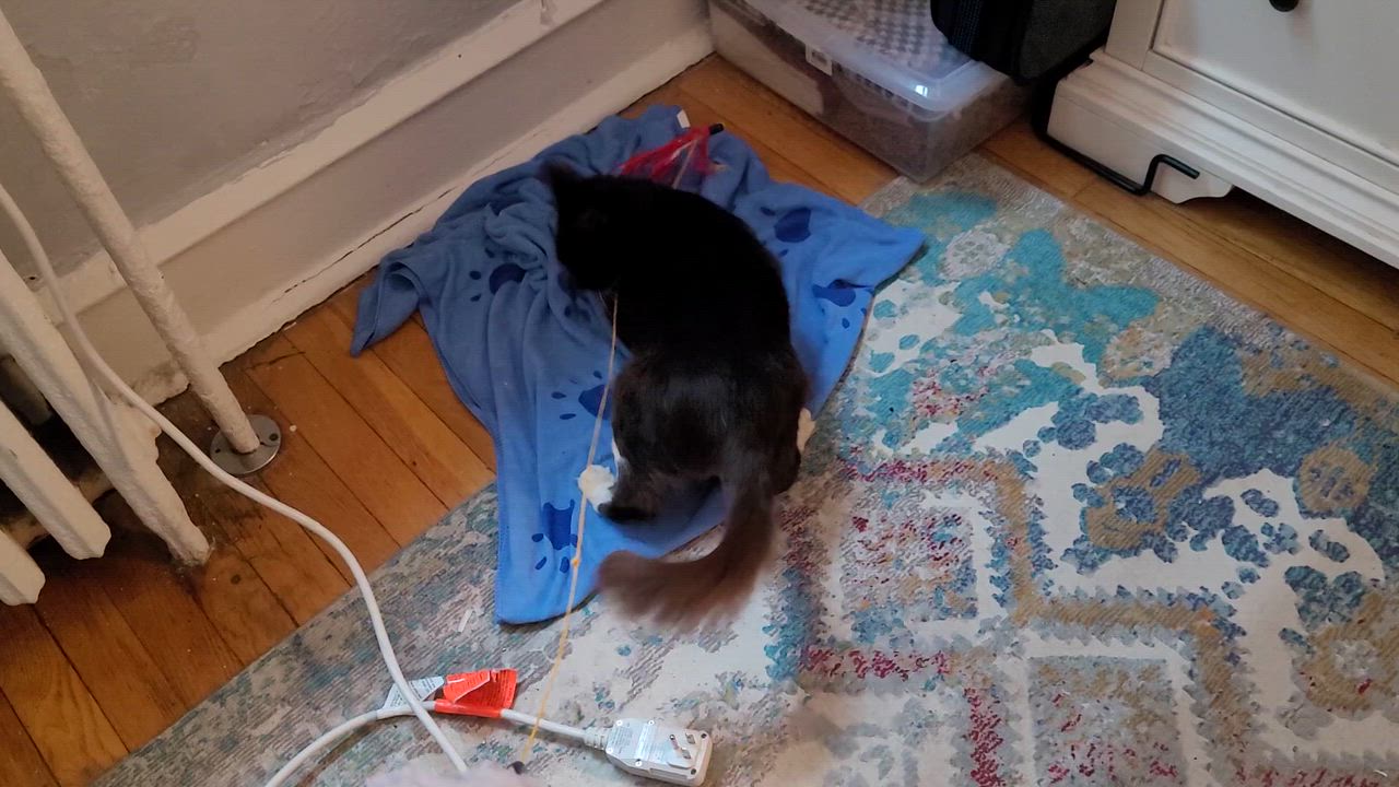 Enlarge Blue, a ADOPTABLE Domestic Short Hair in Philadelphia, PA video 5/5