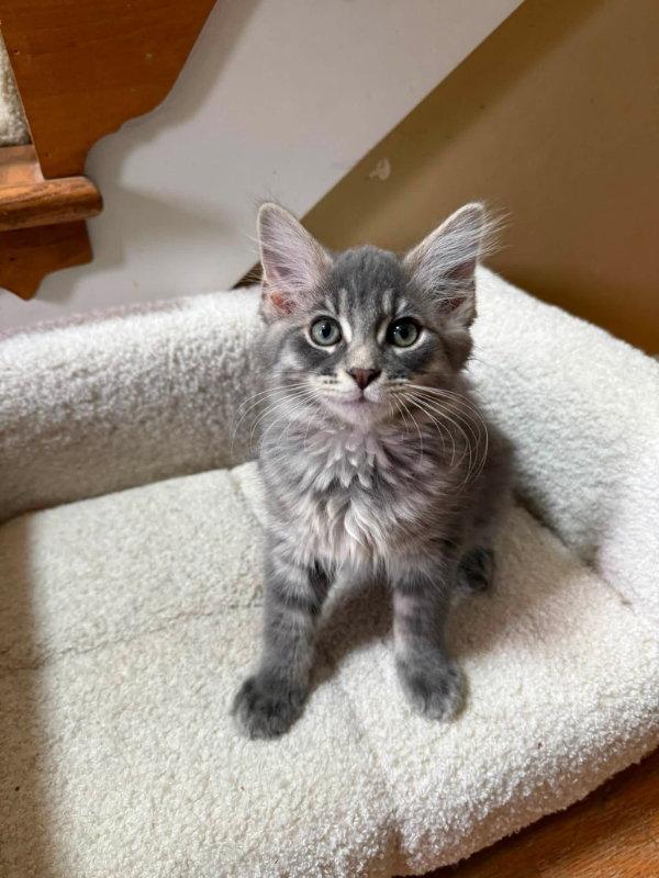 Slugger, Adopted, Young Male Domestic Long Hair.