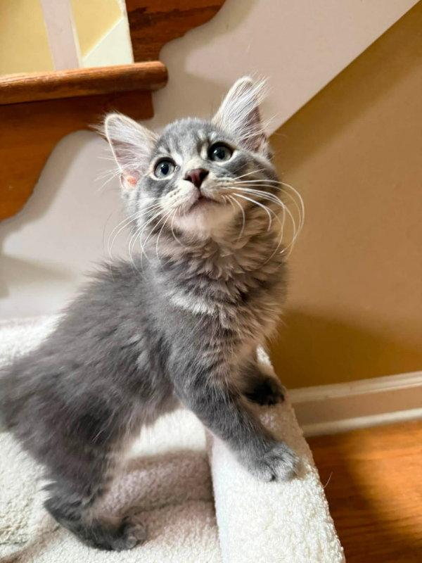 Enlarge Slugger, a Adopted Domestic Long Hair in Knoxville, TN image 2/3