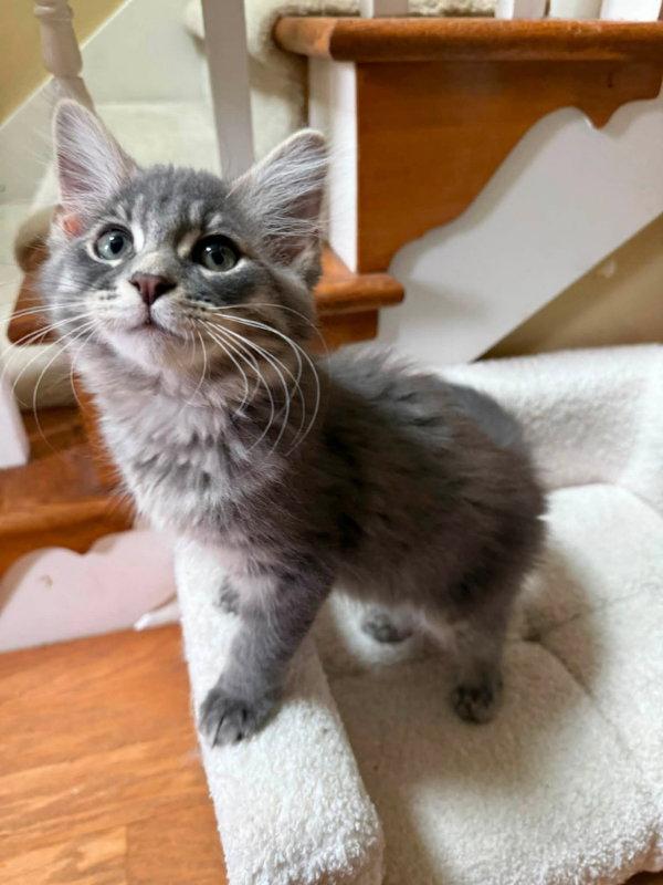 Enlarge Slugger, a Adopted Domestic Long Hair in Knoxville, TN image 3/3