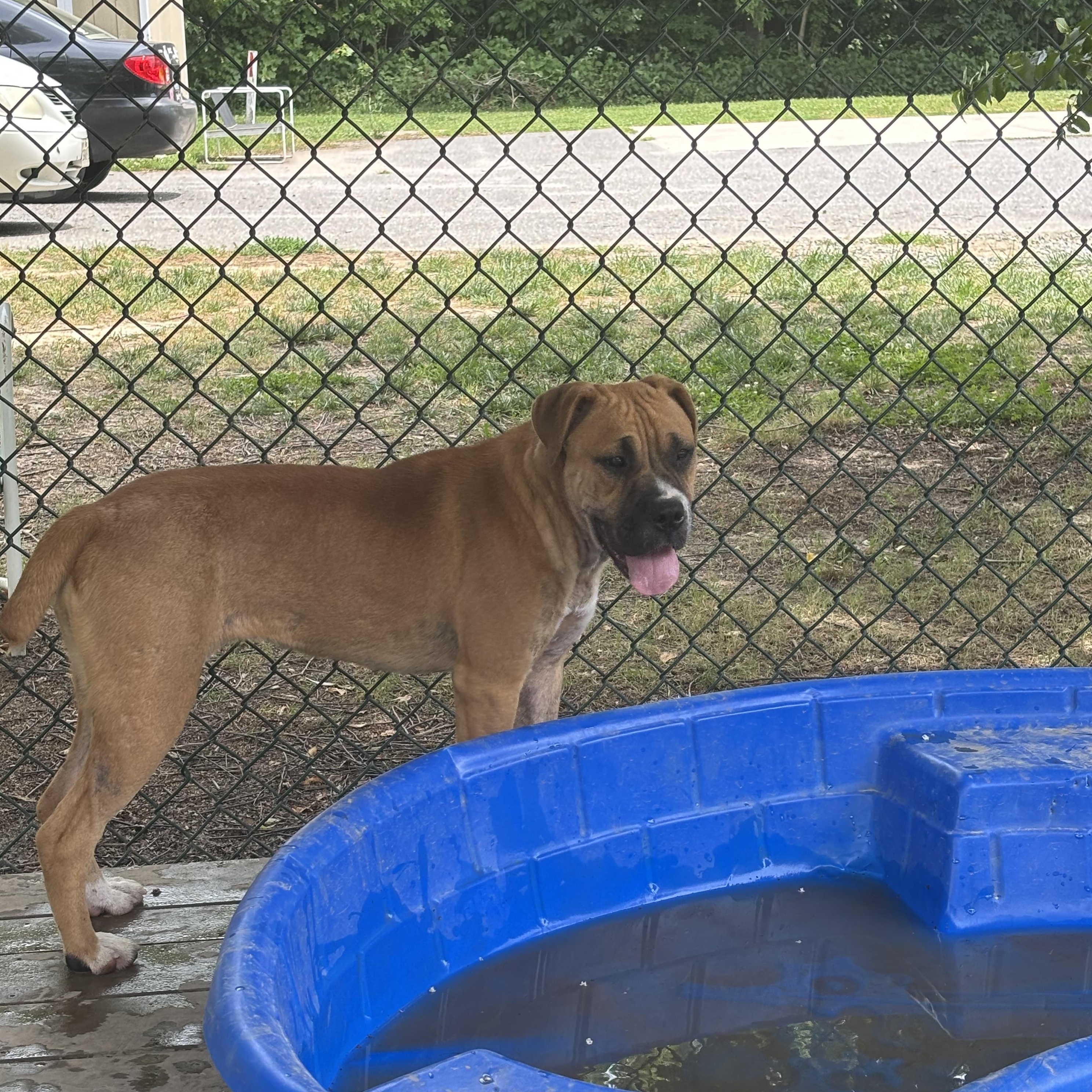 Merida, an adopted mixed breed in Saluda, VA image 4/6