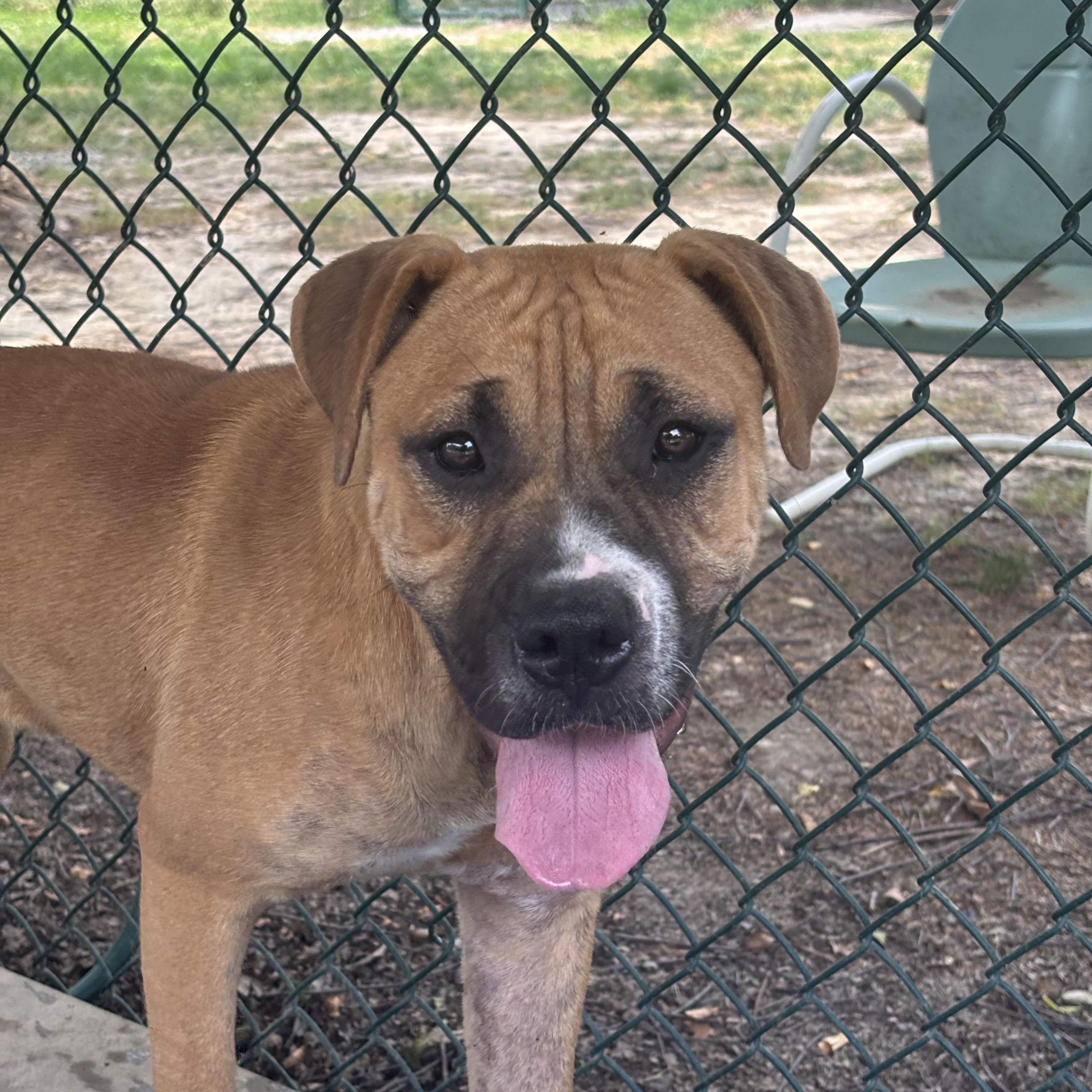 Merida, an adopted mixed breed in Saluda, VA image 1/6