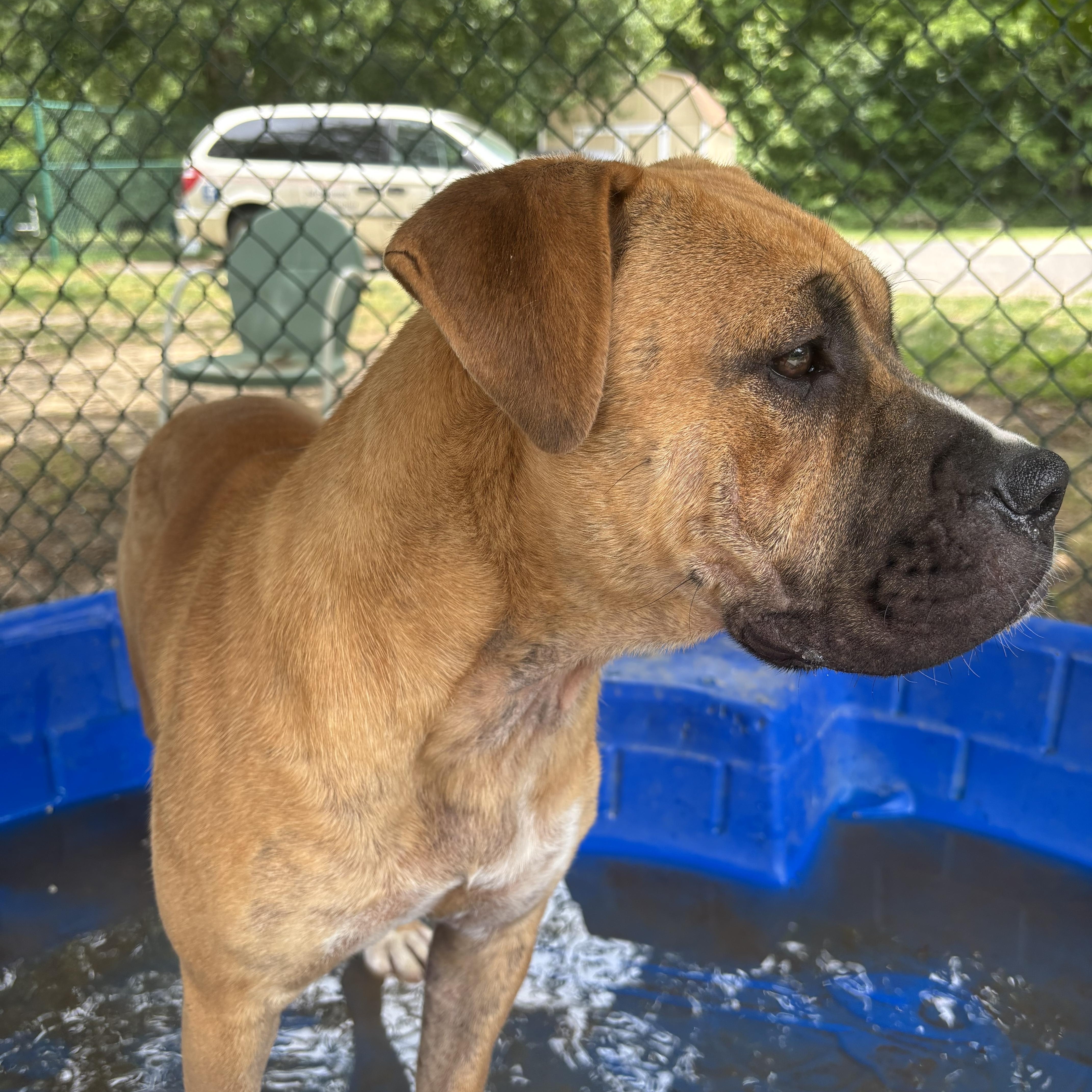 Merida, an adopted mixed breed in Saluda, VA image 2/6