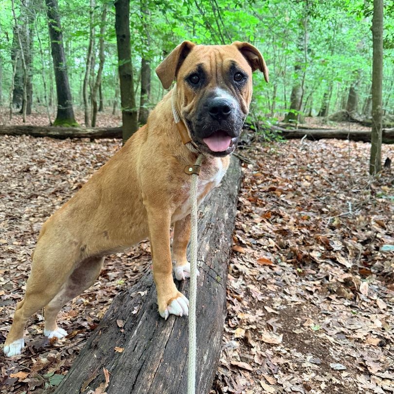 Merida, an adopted mixed breed in Saluda, VA image 3/6