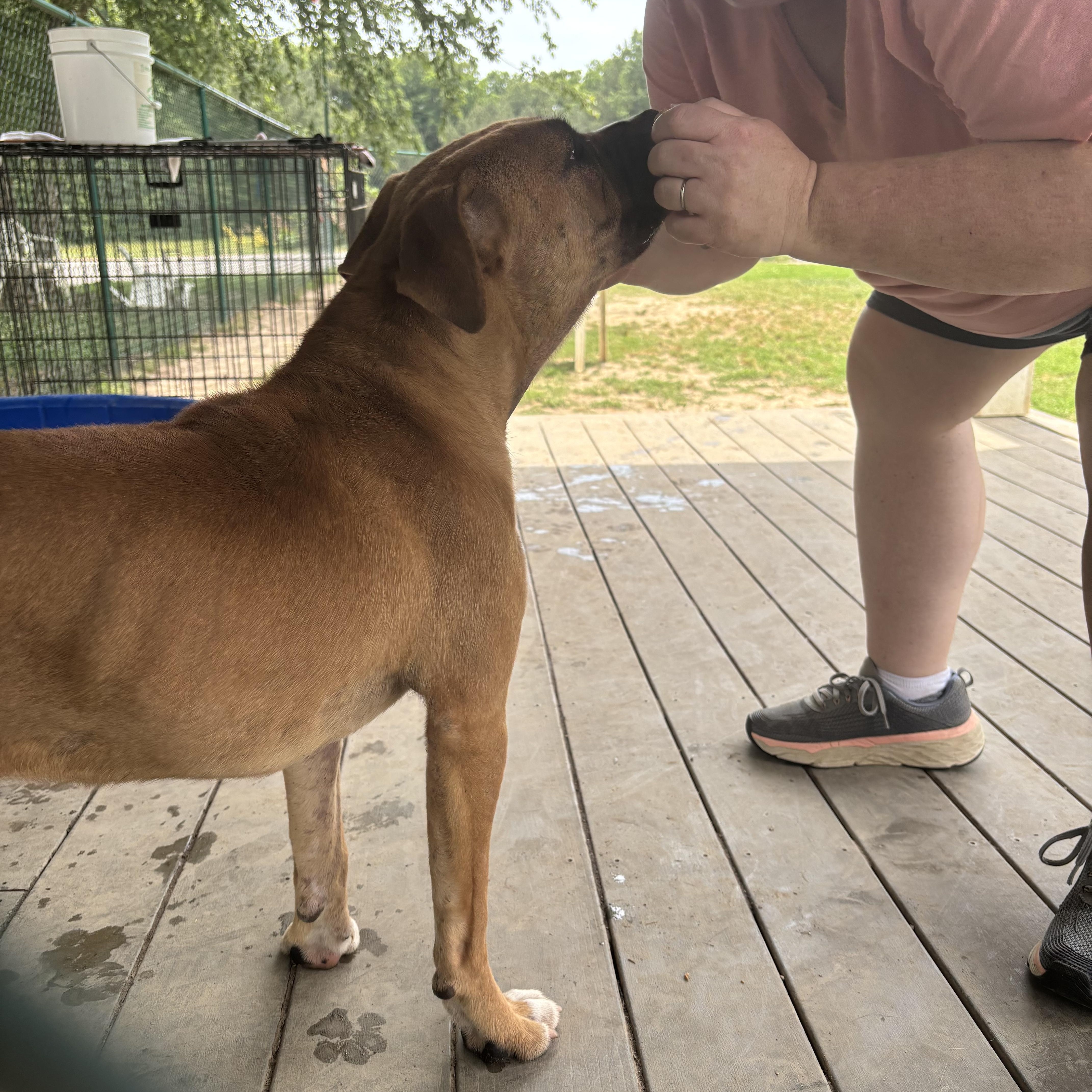 Merida, an adopted mixed breed in Saluda, VA image 5/6