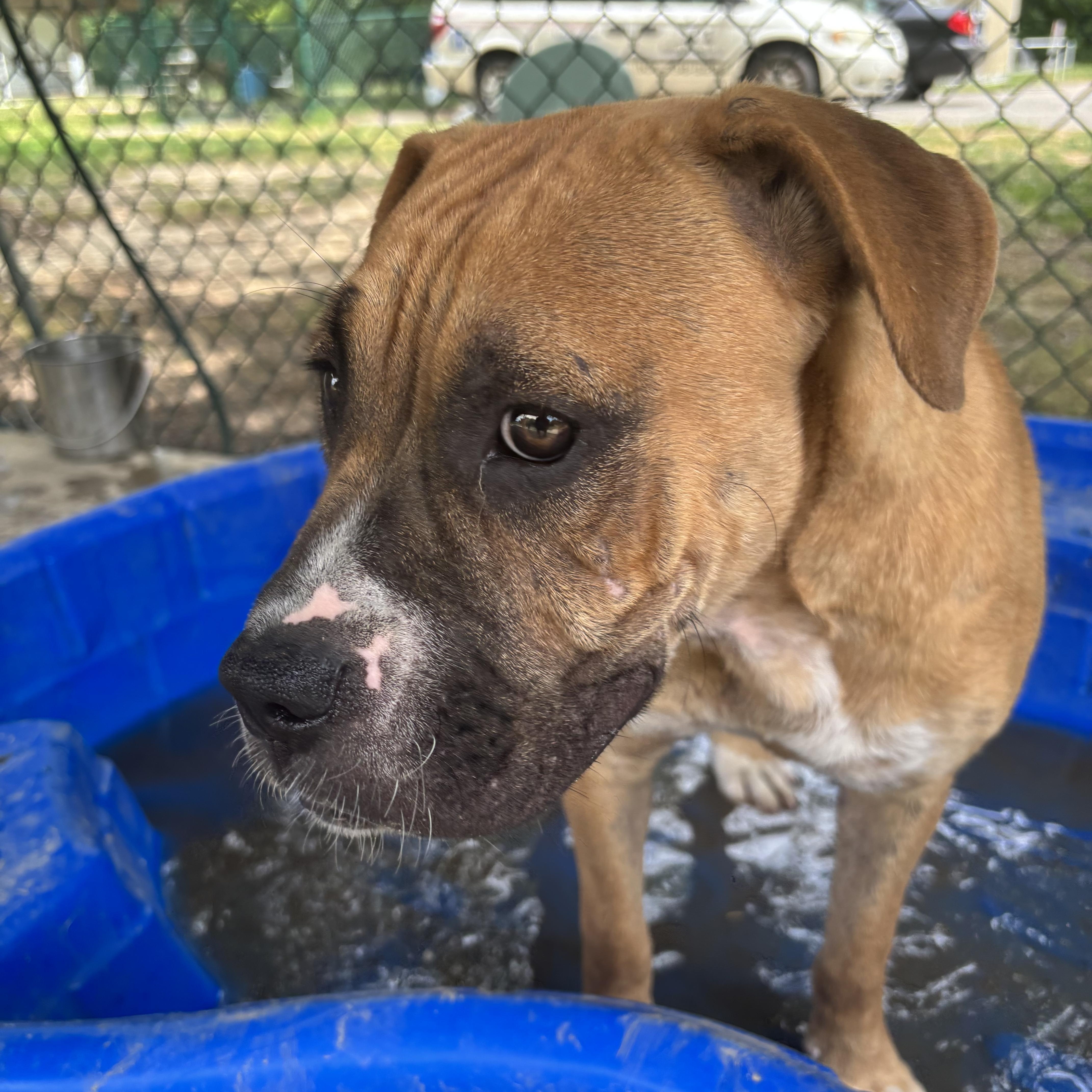 Merida, an adopted mixed breed in Saluda, VA image 6/6