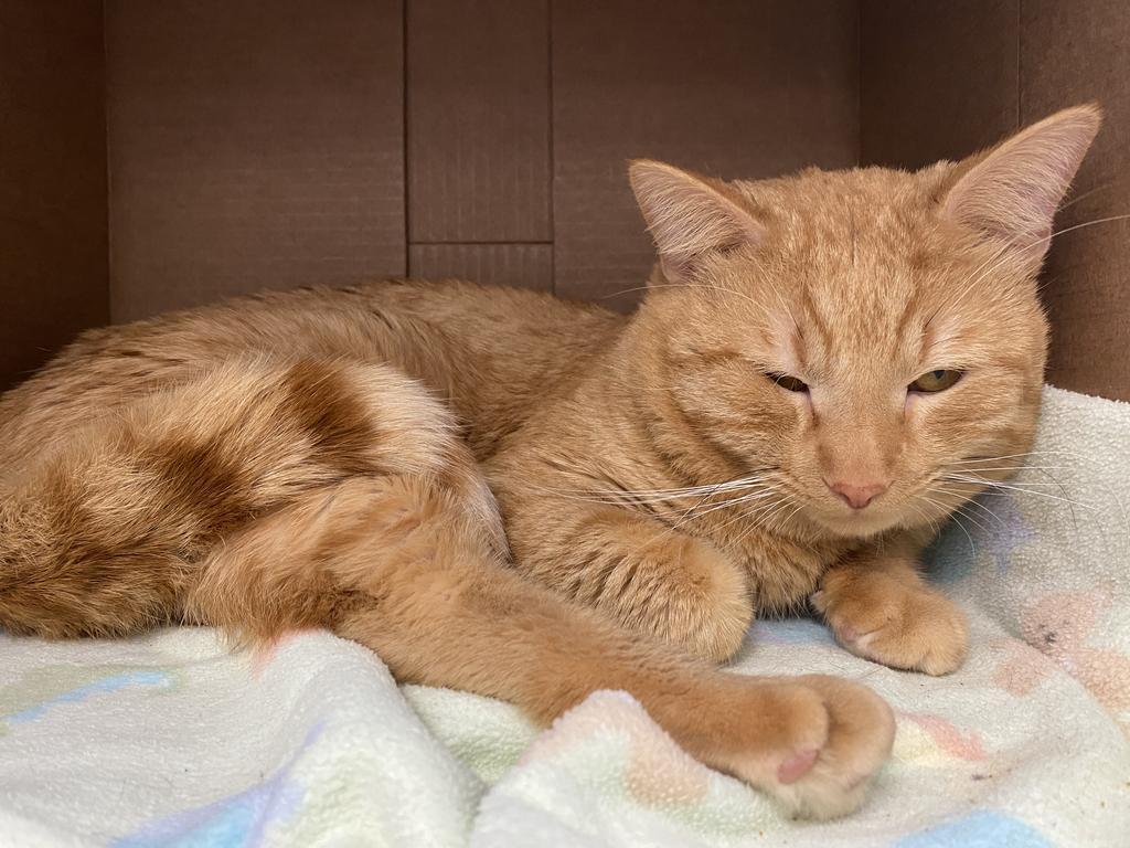 Enlarge Iggy, a Adopted mixed breed in Saint Paul, MN image 1/4