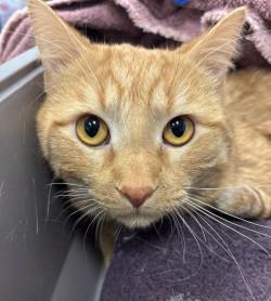 Enlarge Iggy, a Adopted mixed breed in Saint Paul, MN image 2/4