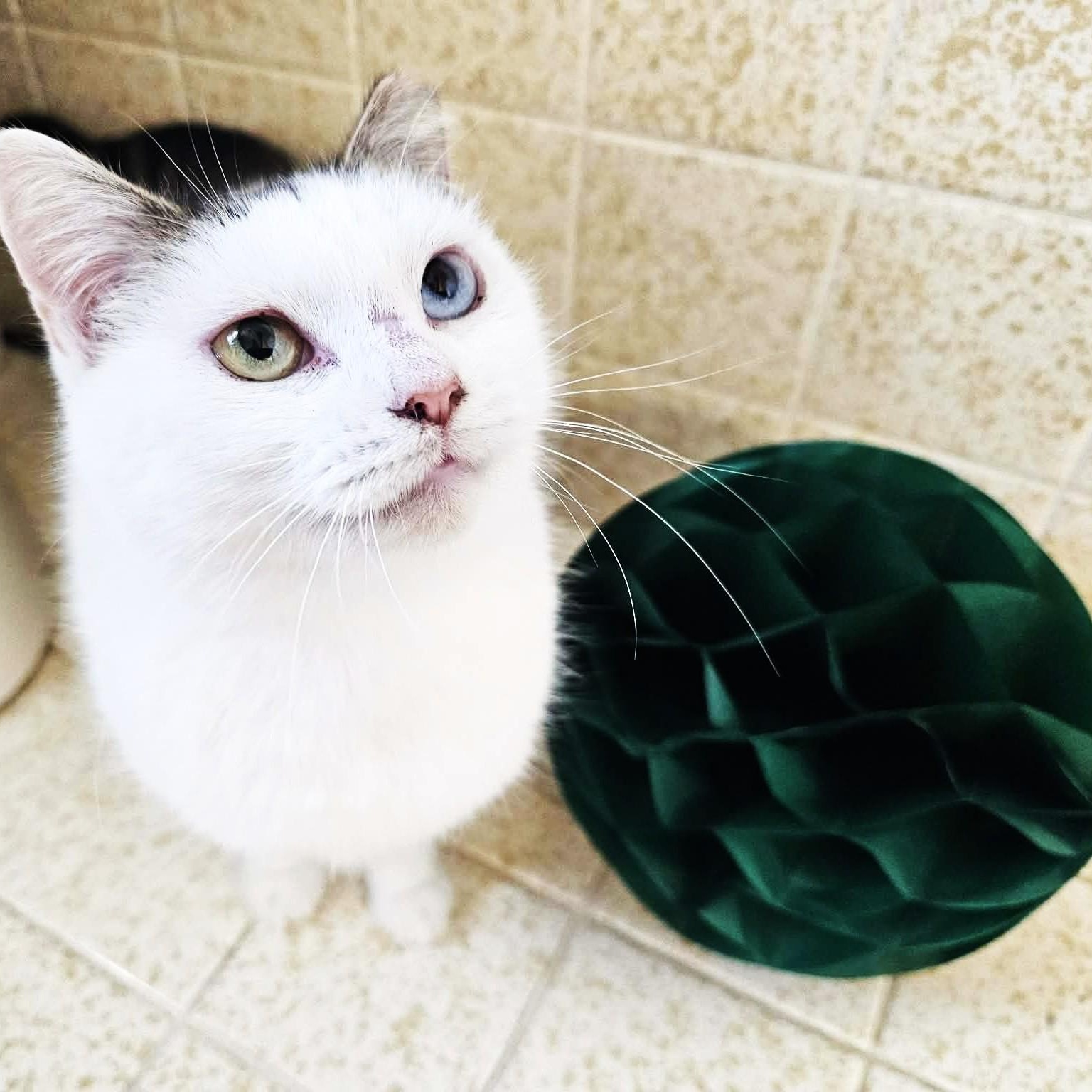 Jean with Beautiful Two-Colored Eyes, adopted, Young Female Tabby & Domestic Short Hair.