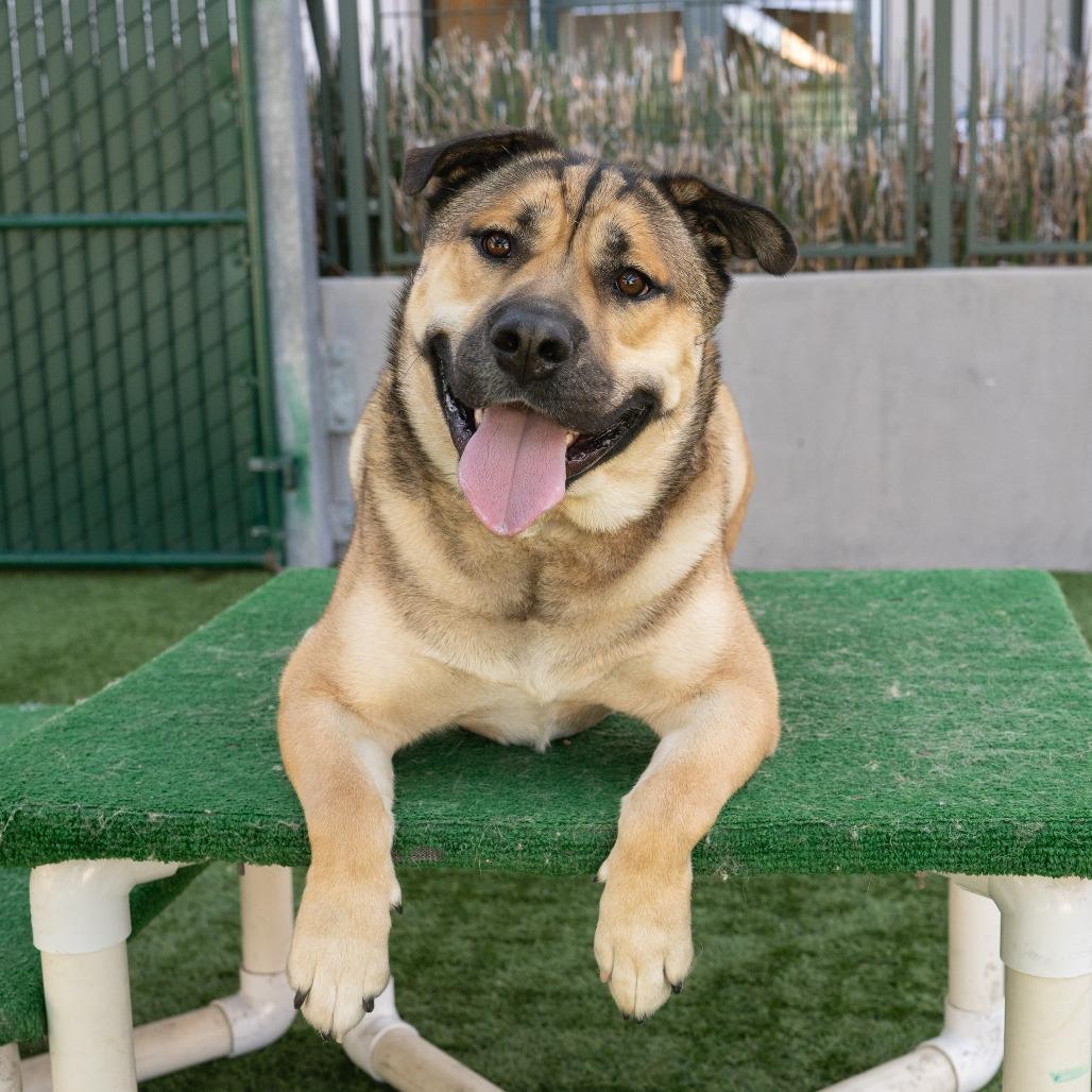 Cheeto, a Adoptable mixed breed in Pasadena, CA image 1/6