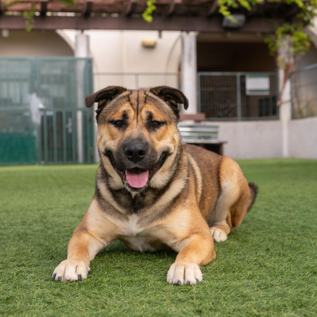 Cheeto, a Adoptable mixed breed in Pasadena, CA image 2/6