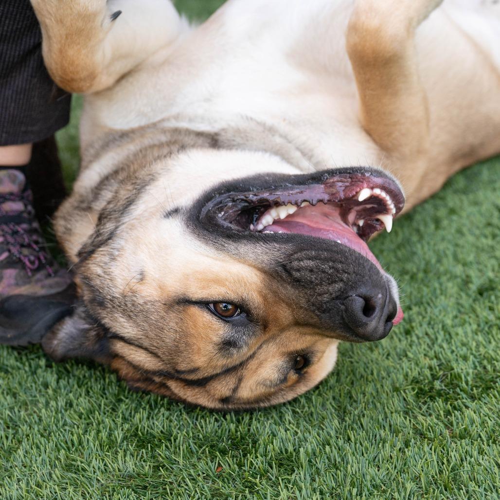 Cheeto, a Adoptable mixed breed in Pasadena, CA image 3/6
