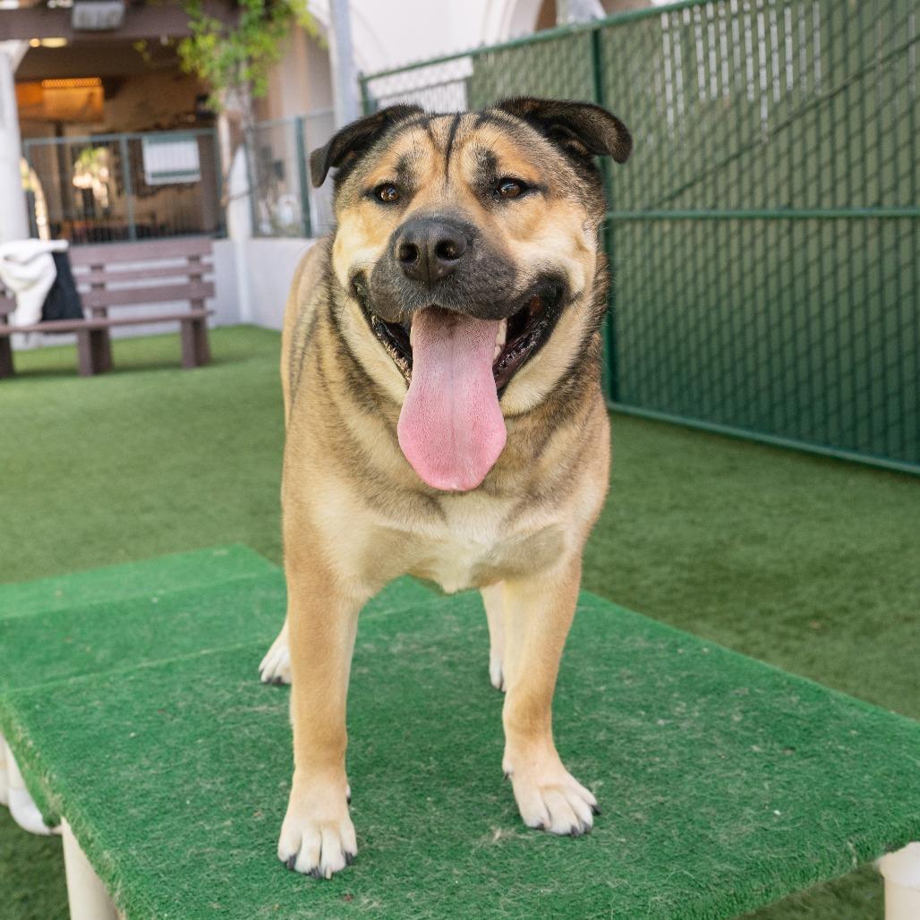 Cheeto, a Adoptable mixed breed in Pasadena, CA image 4/6