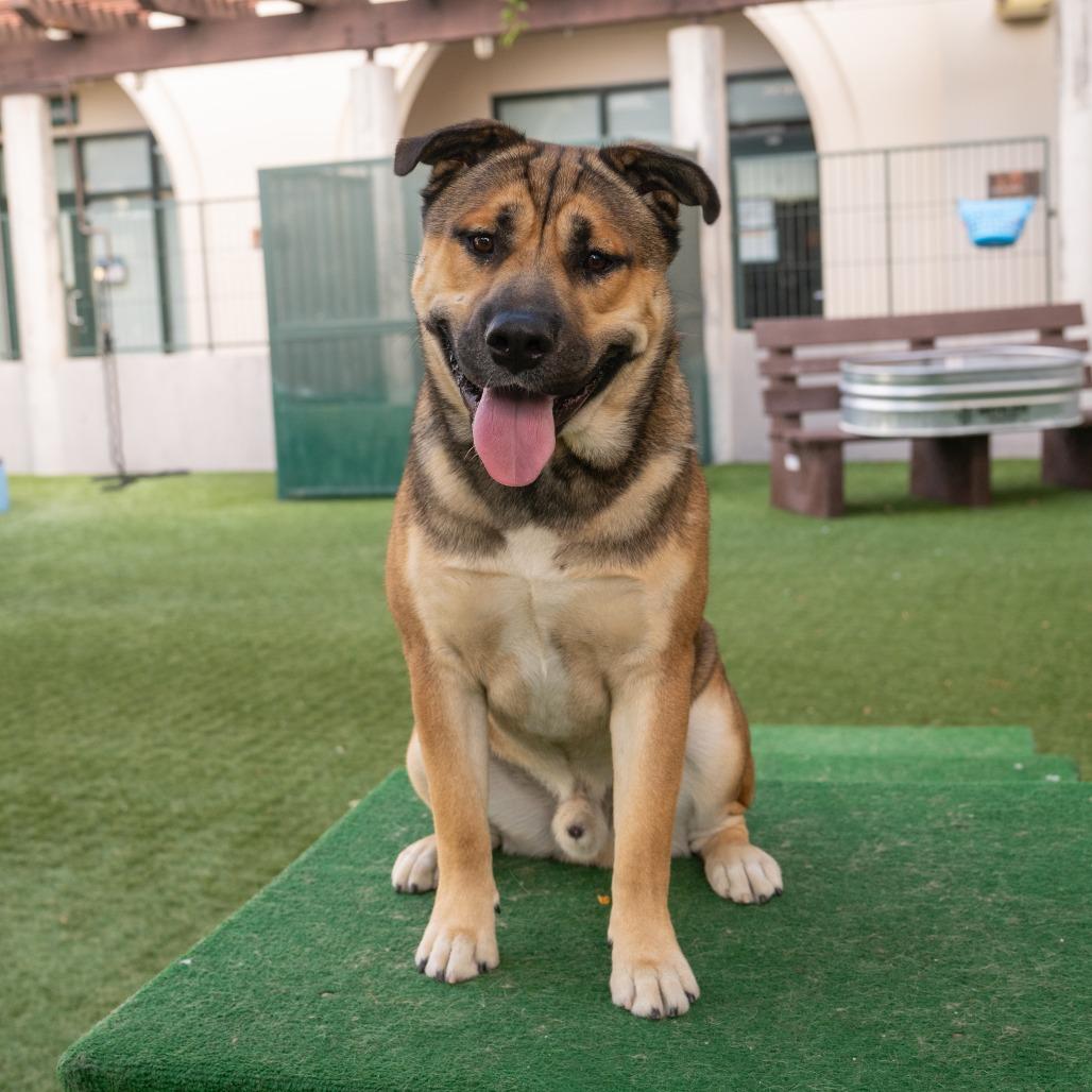 Cheeto, a Adoptable mixed breed in Pasadena, CA image 5/6