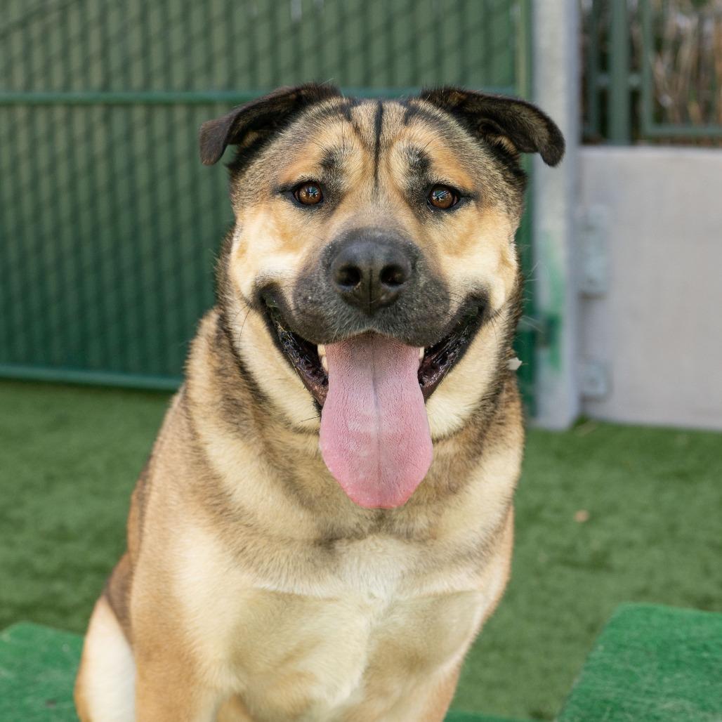 Cheeto, a Adoptable mixed breed in Pasadena, CA image 6/6