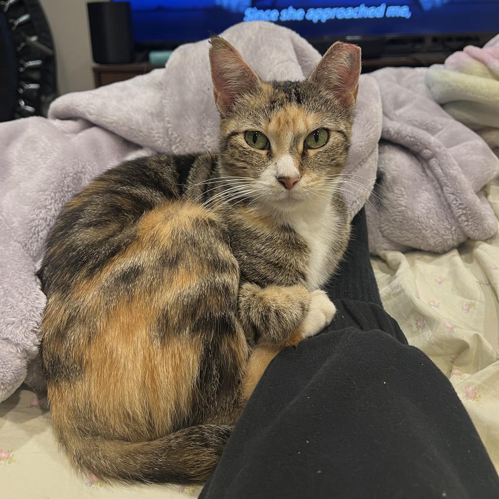 Fancy Nancy, Young Female Domestic Short Hair