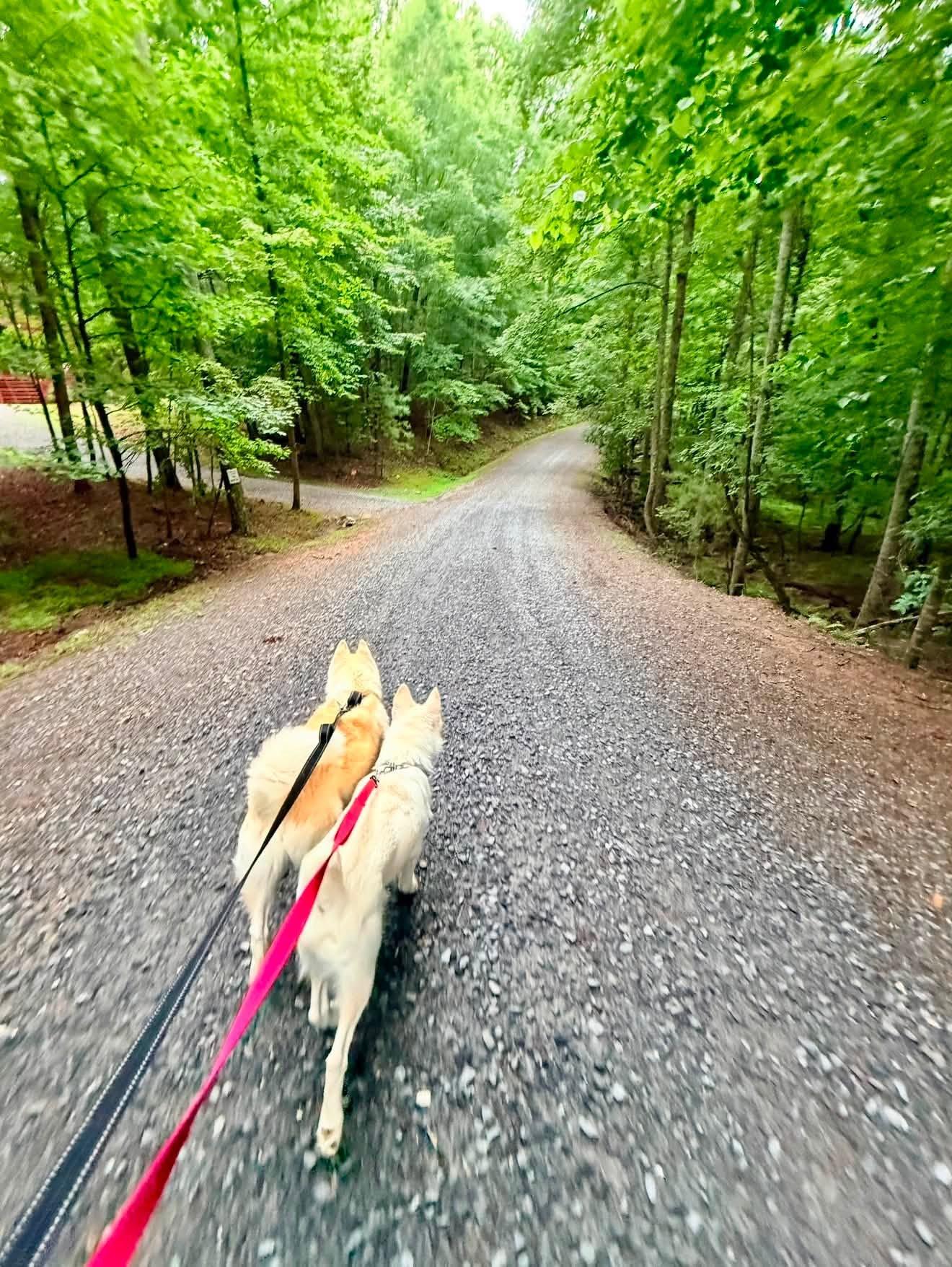 Enlarge Rooster, a ADOPTABLE Siberian Husky in Jasper, GA image 5/6