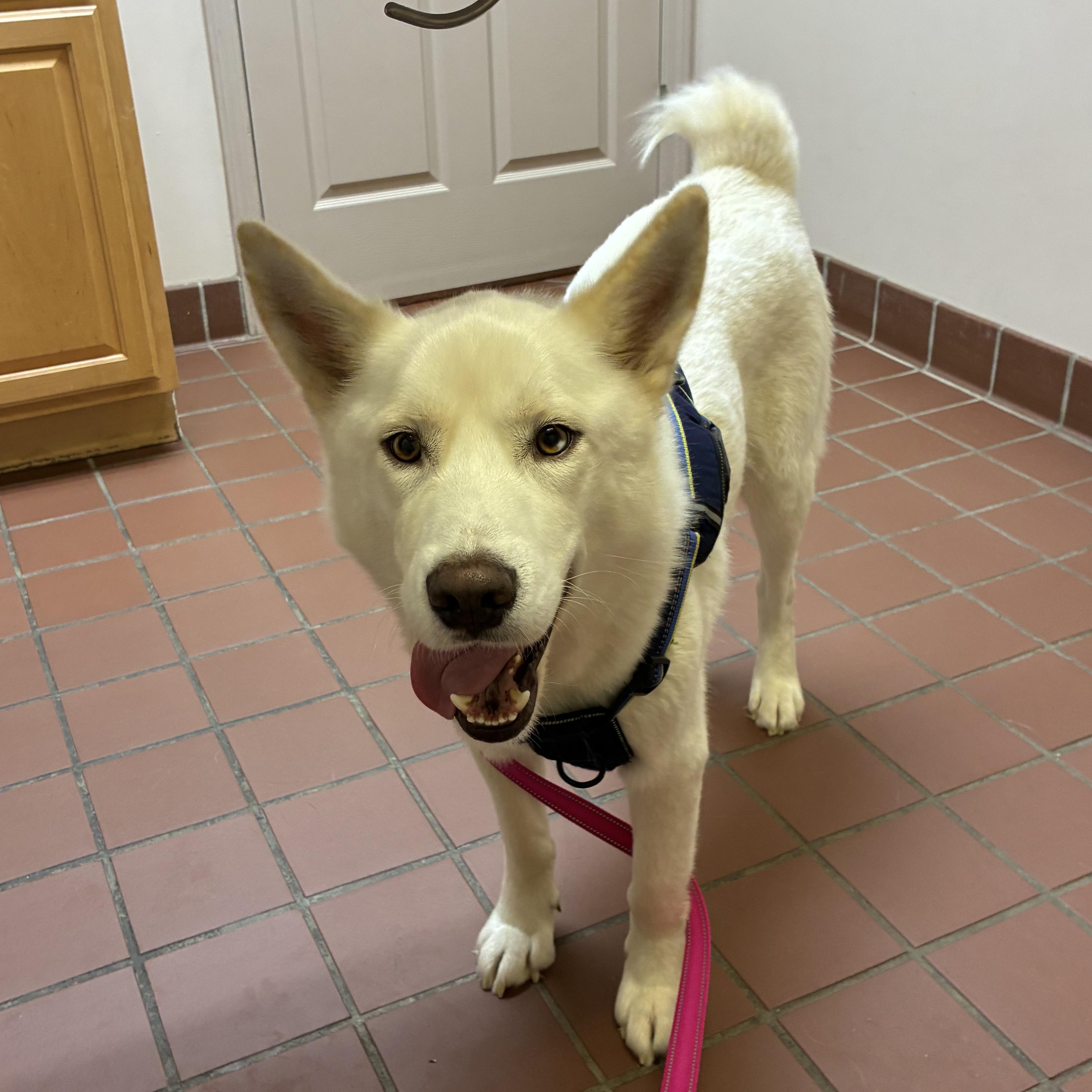 Enlarge Rooster, a ADOPTABLE Siberian Husky in Jasper, GA image 6/6
