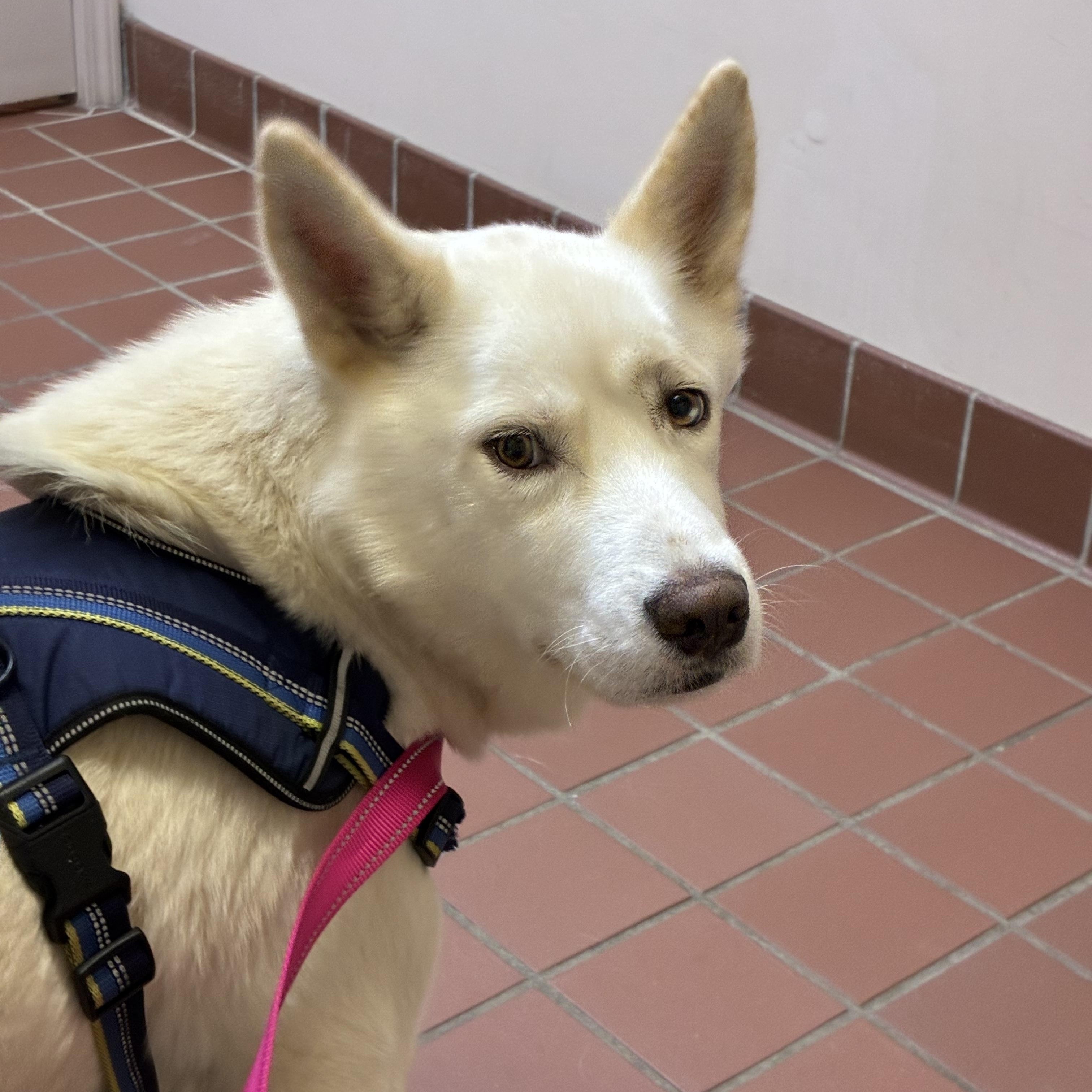 Enlarge Rooster, a ADOPTABLE Siberian Husky in Jasper, GA image 5/6